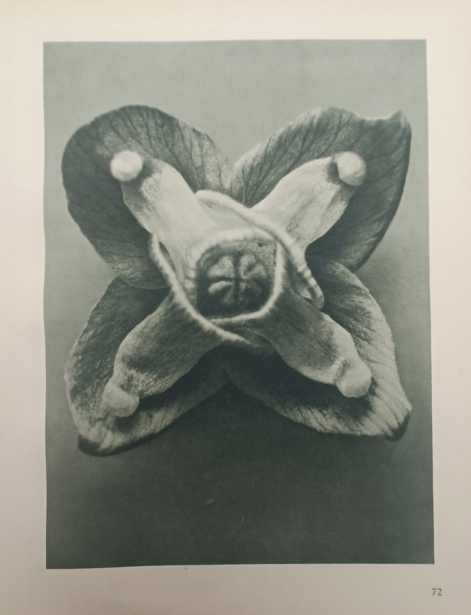 Karl Blossfeldt – Botanical Form of Campanula Medium – Offset Print (20th Century): "Botanical Form of Campanula Medium" presents a striking close-up photographic study revealing the sculptural symmetry and intricate geometric structure of a dried flower calyx. The monochrome composi
