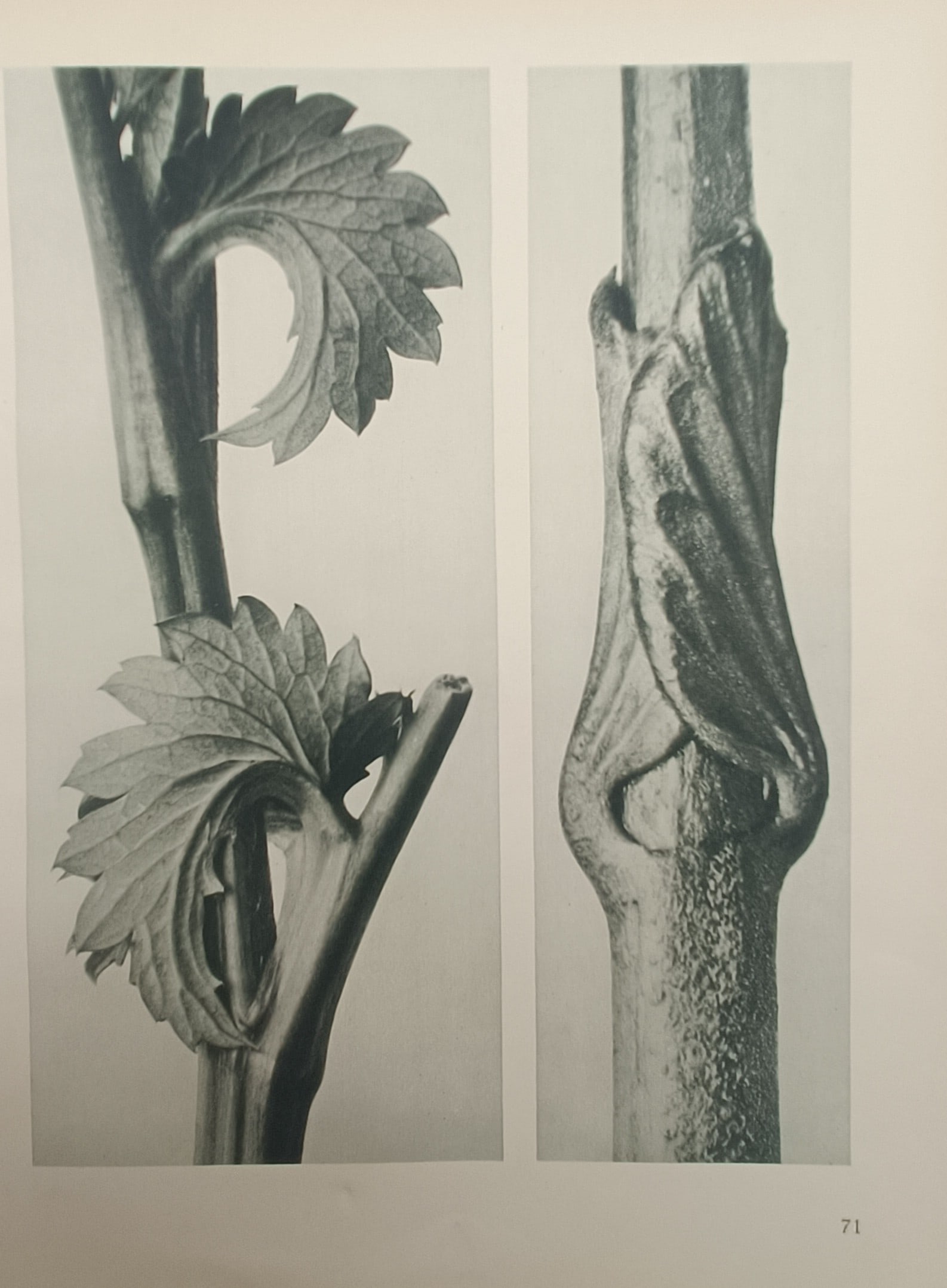 Karl Blossfeldt – Botanical Forms of Plant Shoots and Leaves – Offset Print (20th Century): "Botanical Forms of Plant Shoots and Leaves" presents a detailed comparative botanical study highlighting the sculptural curves, organic rhythms, and natural architecture of plant stems and foliage. T