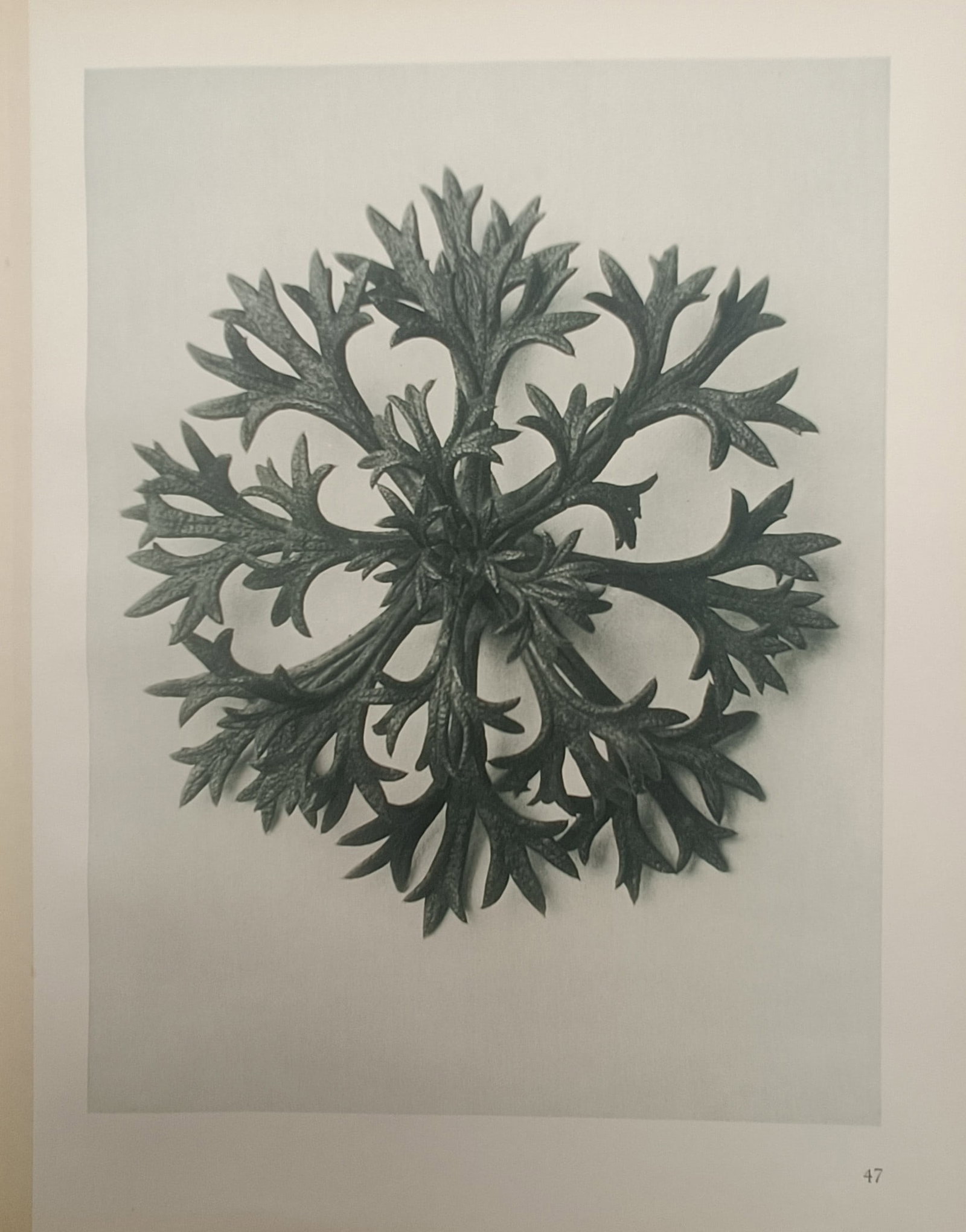 Karl Blossfeldt – Botanical Rosette of Delphinium Foliage – Offset Print (20th Century) (1 of 2)