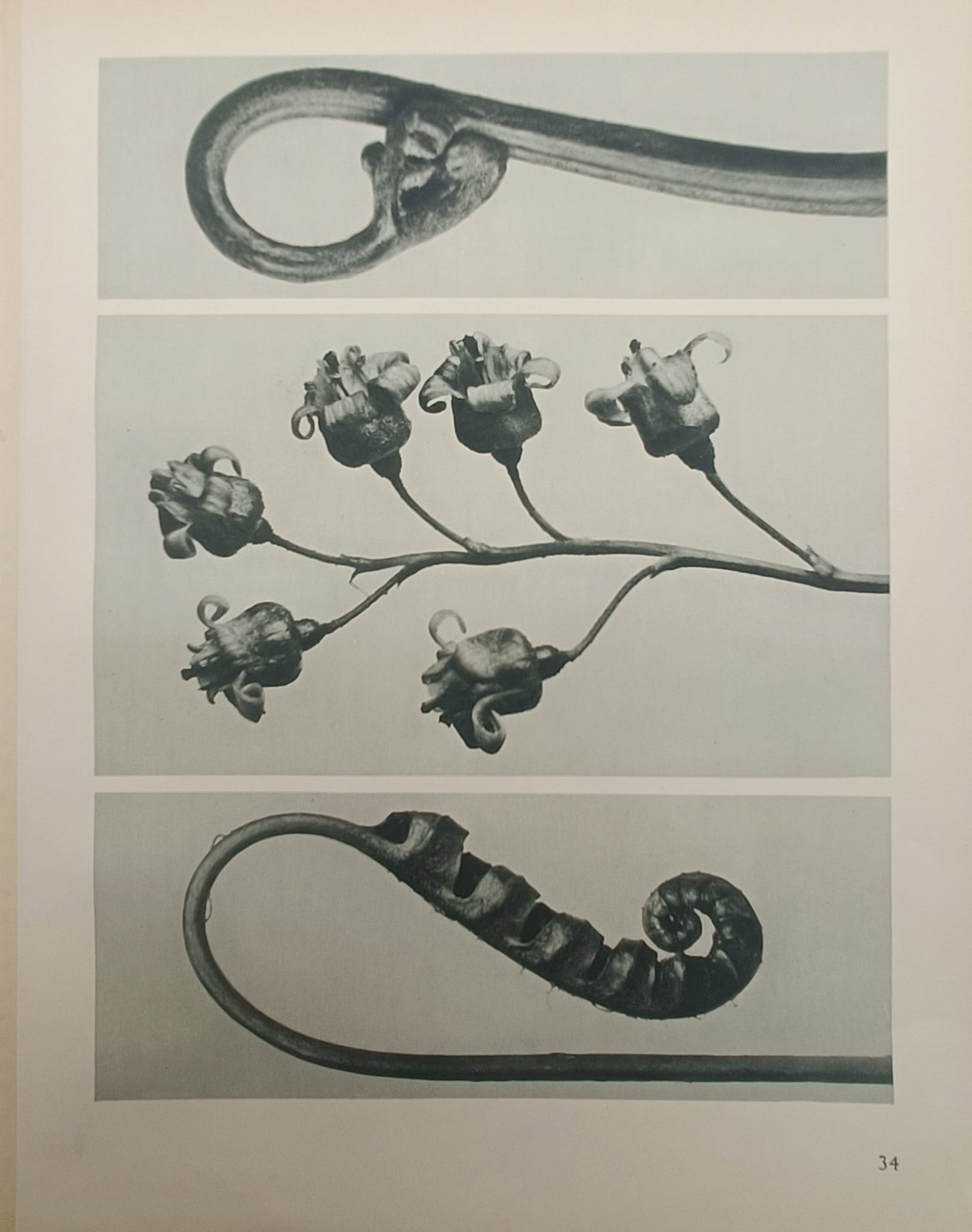 Karl Blossfeldt – Botanical Forms of Fern Fronds and Blossoms – Offset Print (20th Century): "Botanical Forms of Fern Fronds and Blossoms" presents a comparative botanical study highlighting the spiraling curves of unfurling fronds alongside delicate nodding flowers. The monochrome photograph