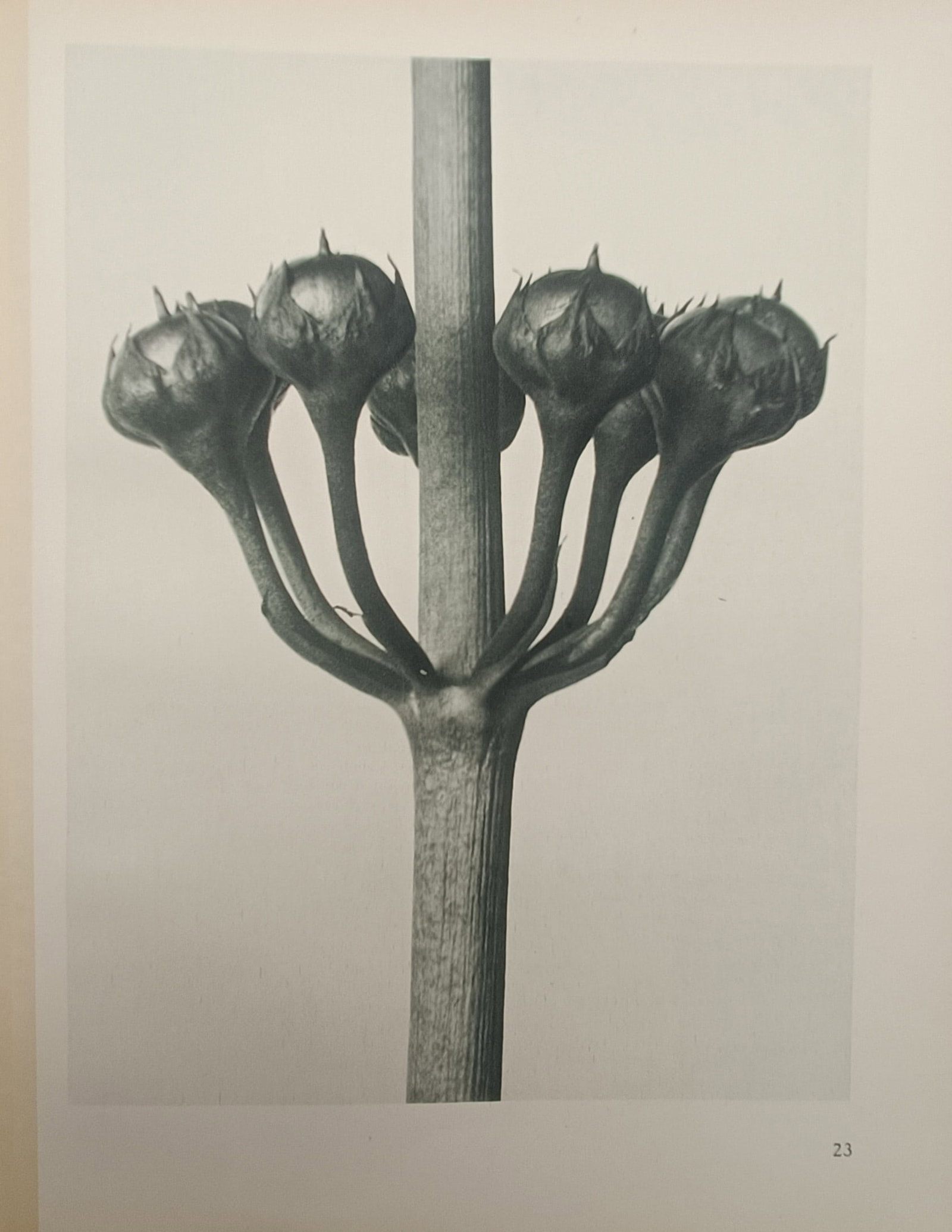 Karl Blossfeldt – Botanical Umbel of Seed Capsules – Offset Print (20th Century): "Botanical Umbel of Seed Capsules" presents a striking close-up botanical study illustrating the candelabra-like symmetry and sculptural elegance of seed pods radiating from a central plant stem. The 