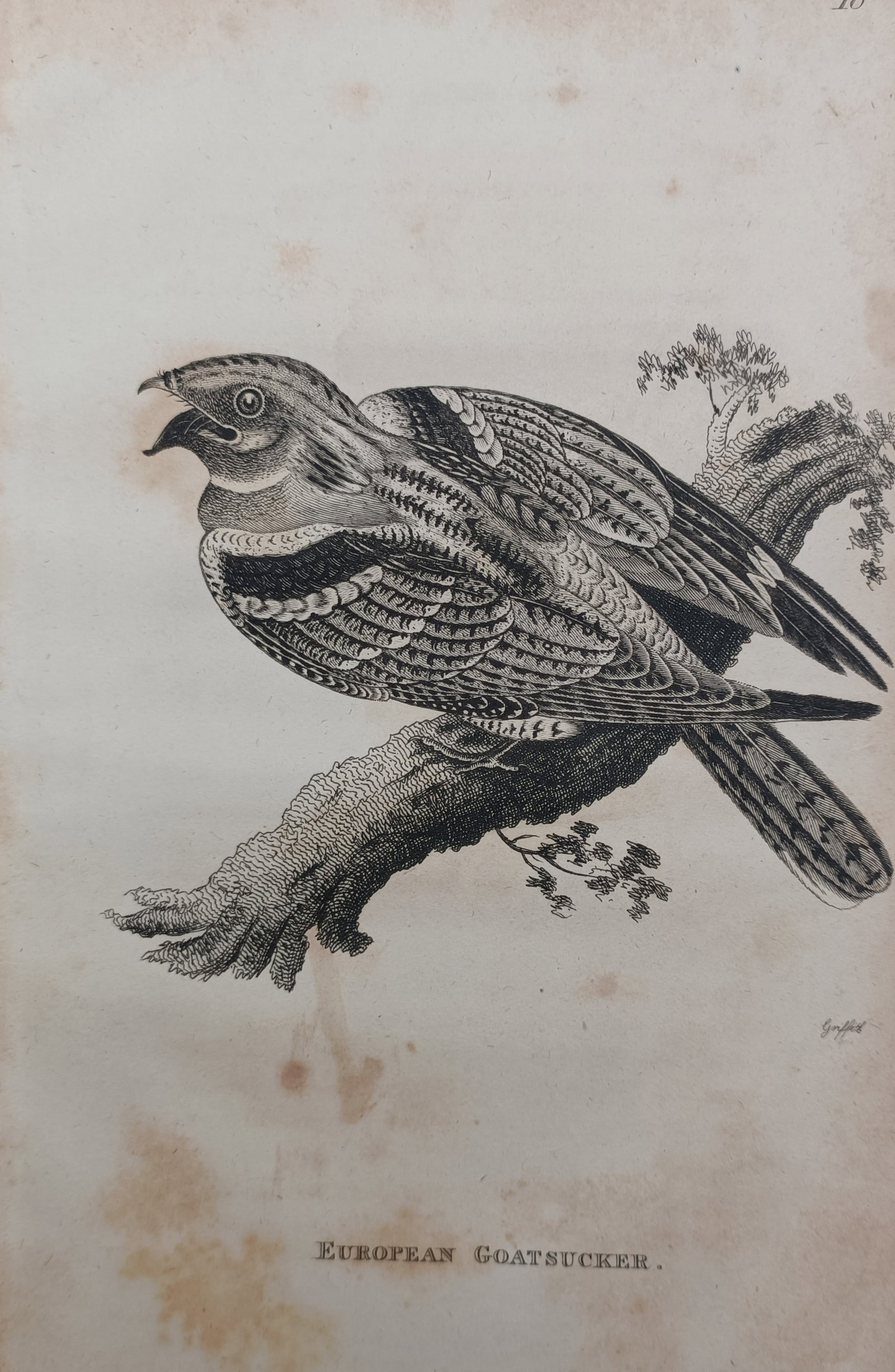 George Graves – European Goatsucker – Engraving (1821): "European Goatsucker" presents an ornithological study depicting the distinctive nocturnal bird perched upon a weathered branch in 1821. The graphic work highlights the species' characteristic plumage
