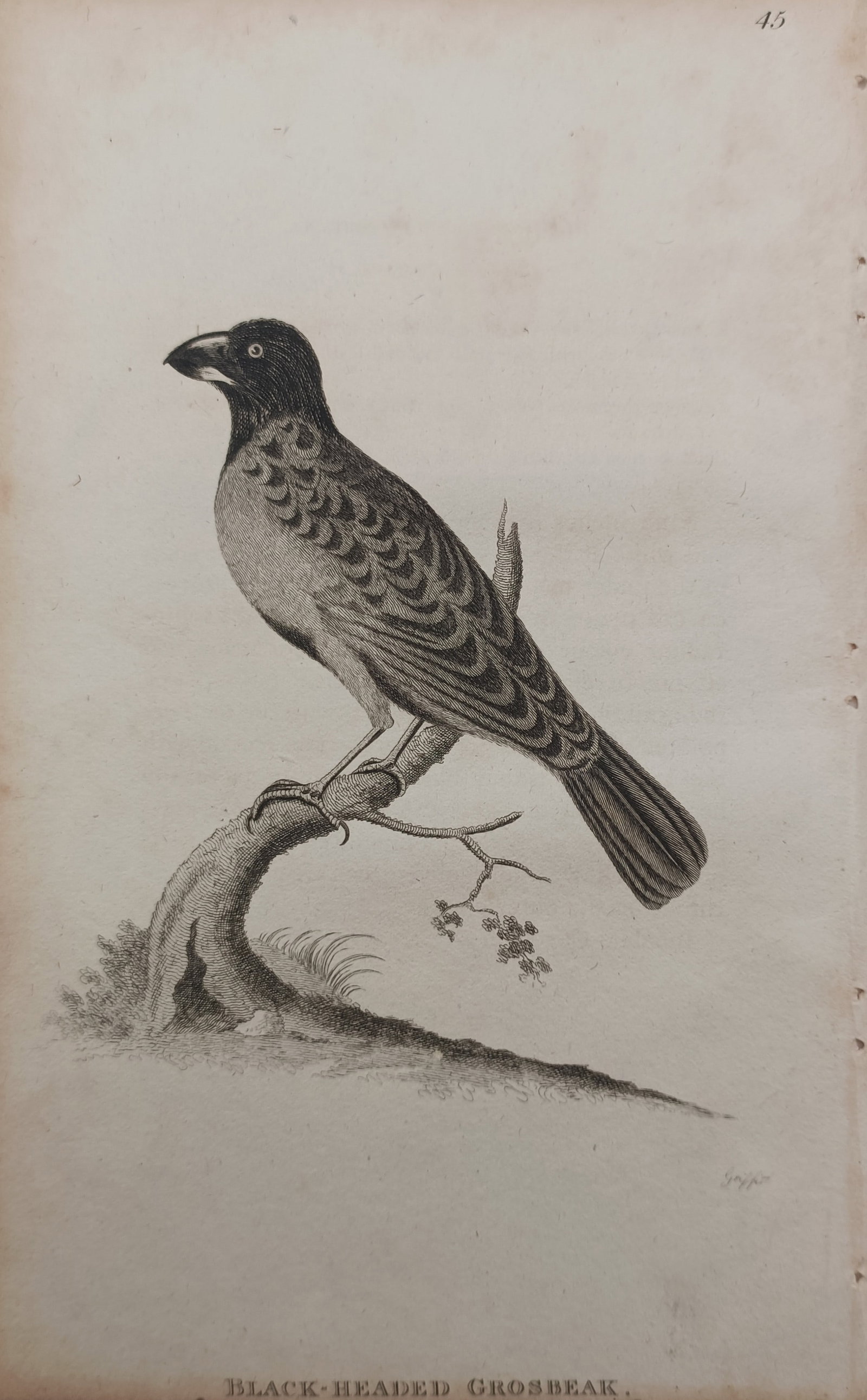 George Graves – Black-Headed Grosbeak – Engraving (1821) (1 of 2)