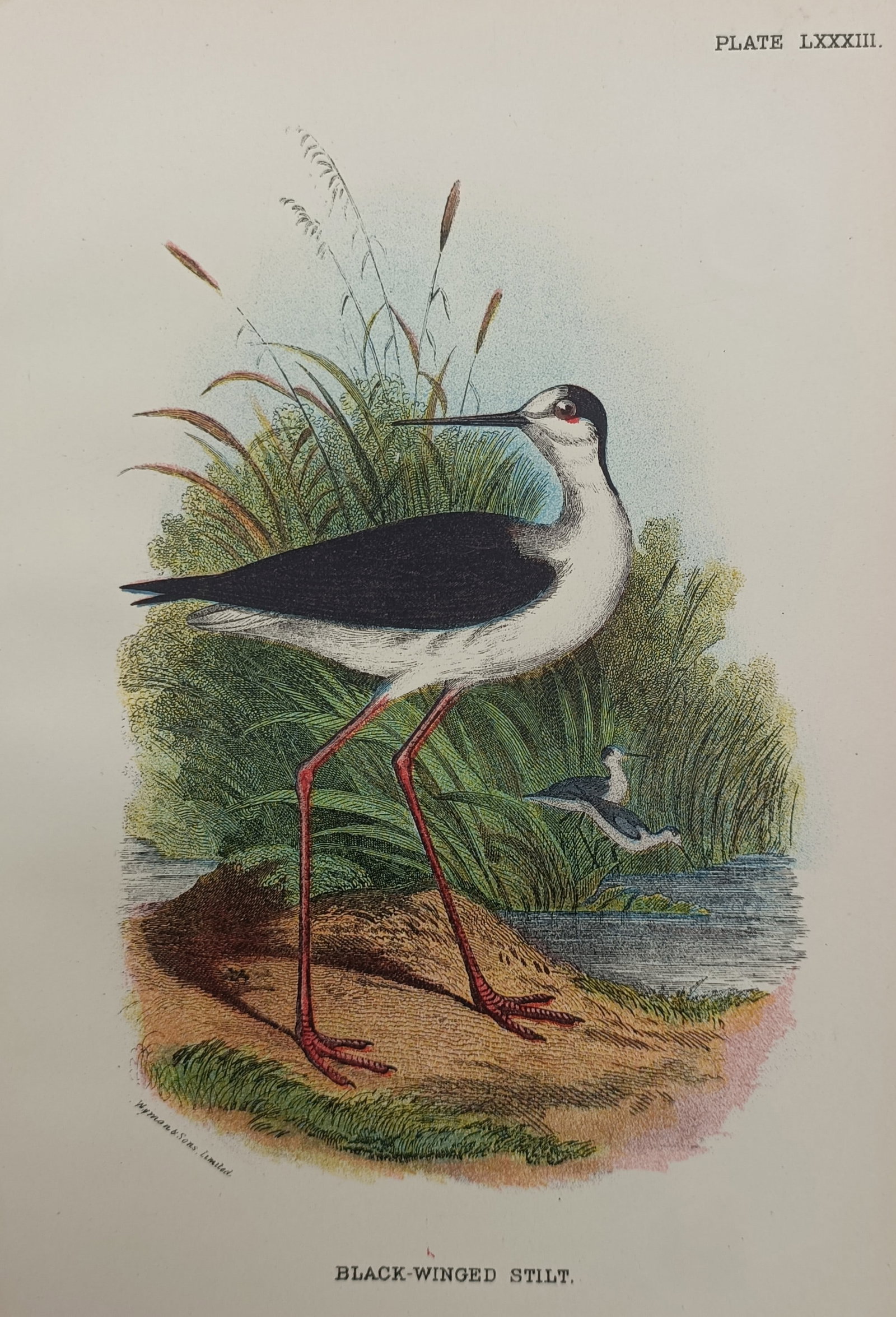 Francis Orpen Morris – Black-Winged Stilt – Engraving (19th Century): "Black-Winged Stilt" presents a hand-colored ornithological study illustrating the long-legged wading bird standing along a grassy wetland shoreline during the nineteenth century. The natural history 