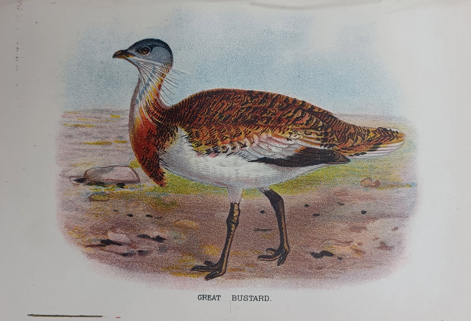 Francis Orpen Morris – Great Bustard – Engraving (19th Century): "Great Bustard" presents a hand-colored ornithological study depicting the large terrestrial bird standing in an open grassland landscape during the nineteenth century. The natural history print highl