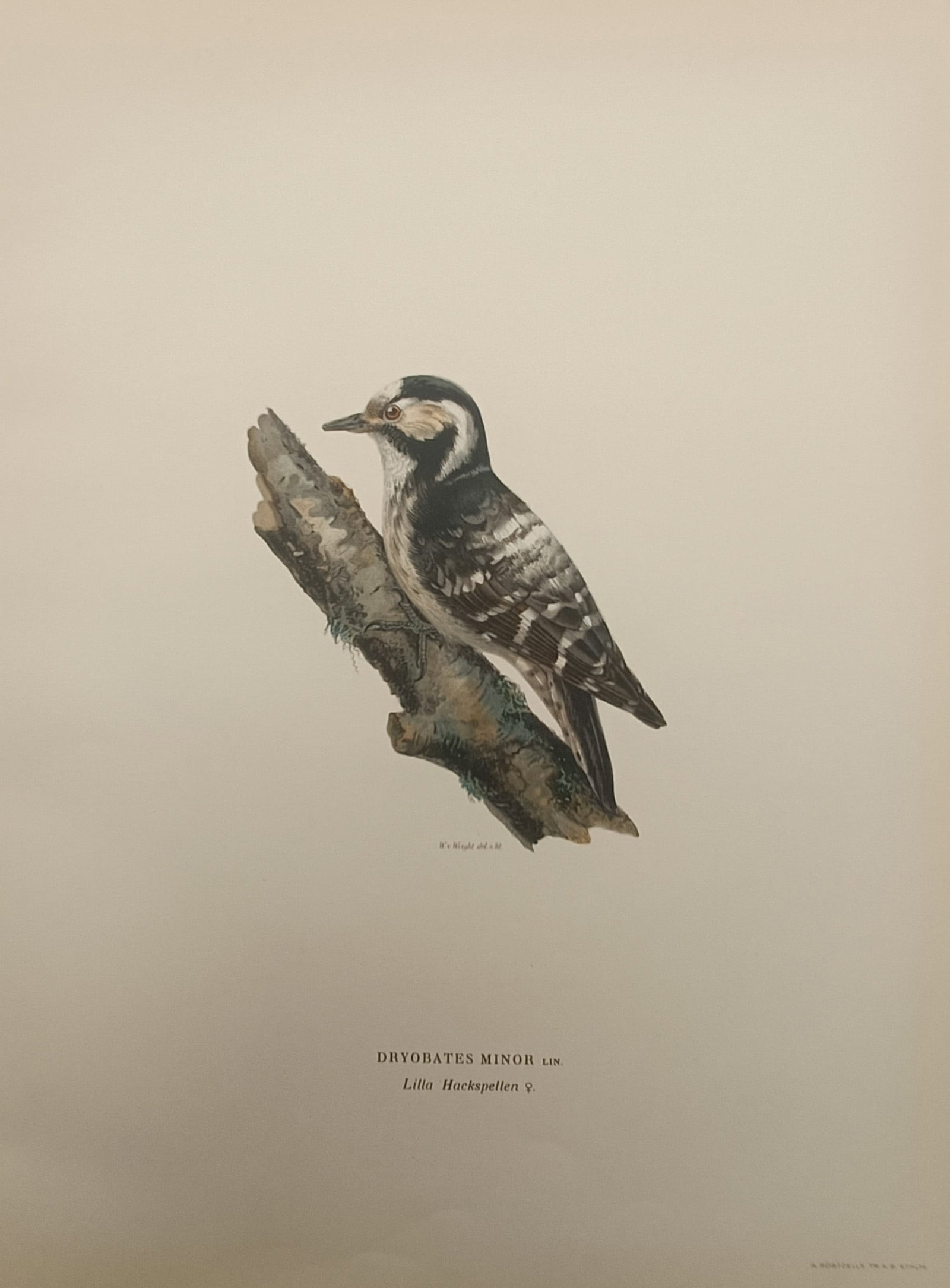 Magnus von Wright – Lesser Spotted Woodpecker – Lithograph (1920s) (1 of 2)