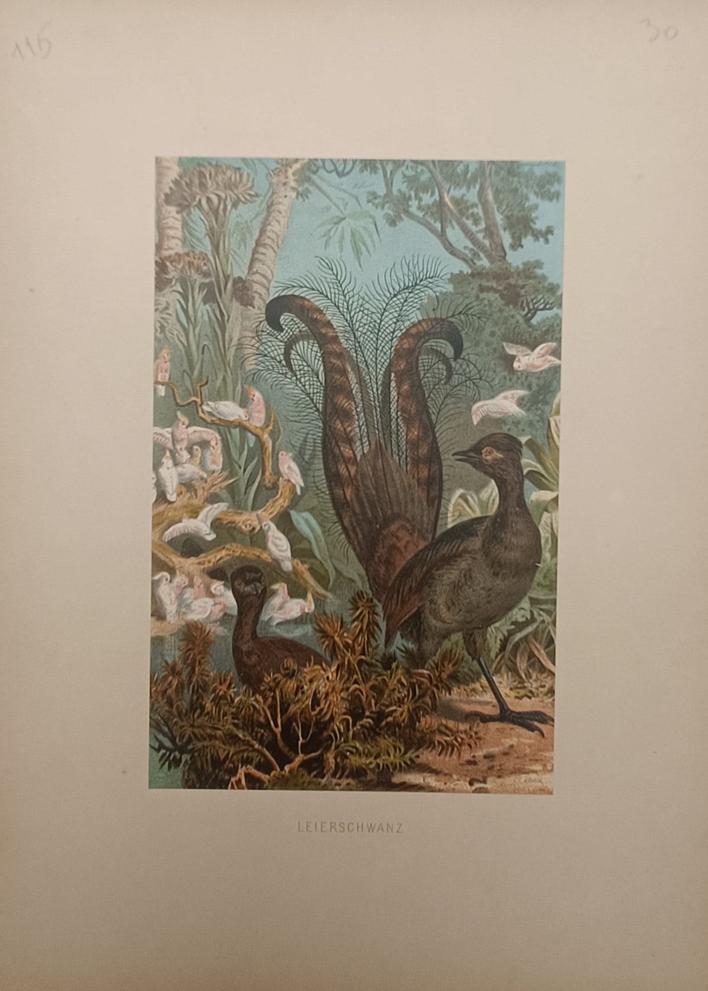 Alfred Edmund Brehm – Superb Lyrebird – Lithograph (19th Century): "Superb Lyrebird" presents a color ornithological study depicting the elaborate display of the ground-dwelling forest bird within a dense lush woodland setting during the nineteenth century. The natur