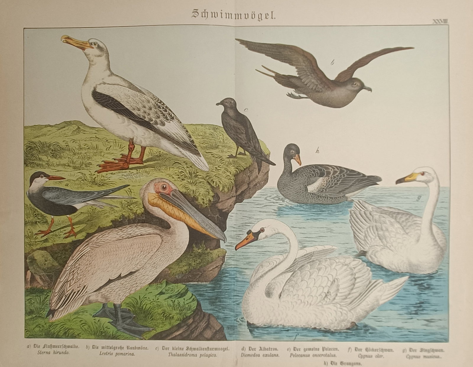 Gotthilf Heinrich von Schubert – Swimming Birds – Lithograph (19th Century): "Swimming Birds" presents a multi-specimen ornithological study illustrating various pelagic and aquatic bird species in color during the nineteenth century. The educational composition highlights the