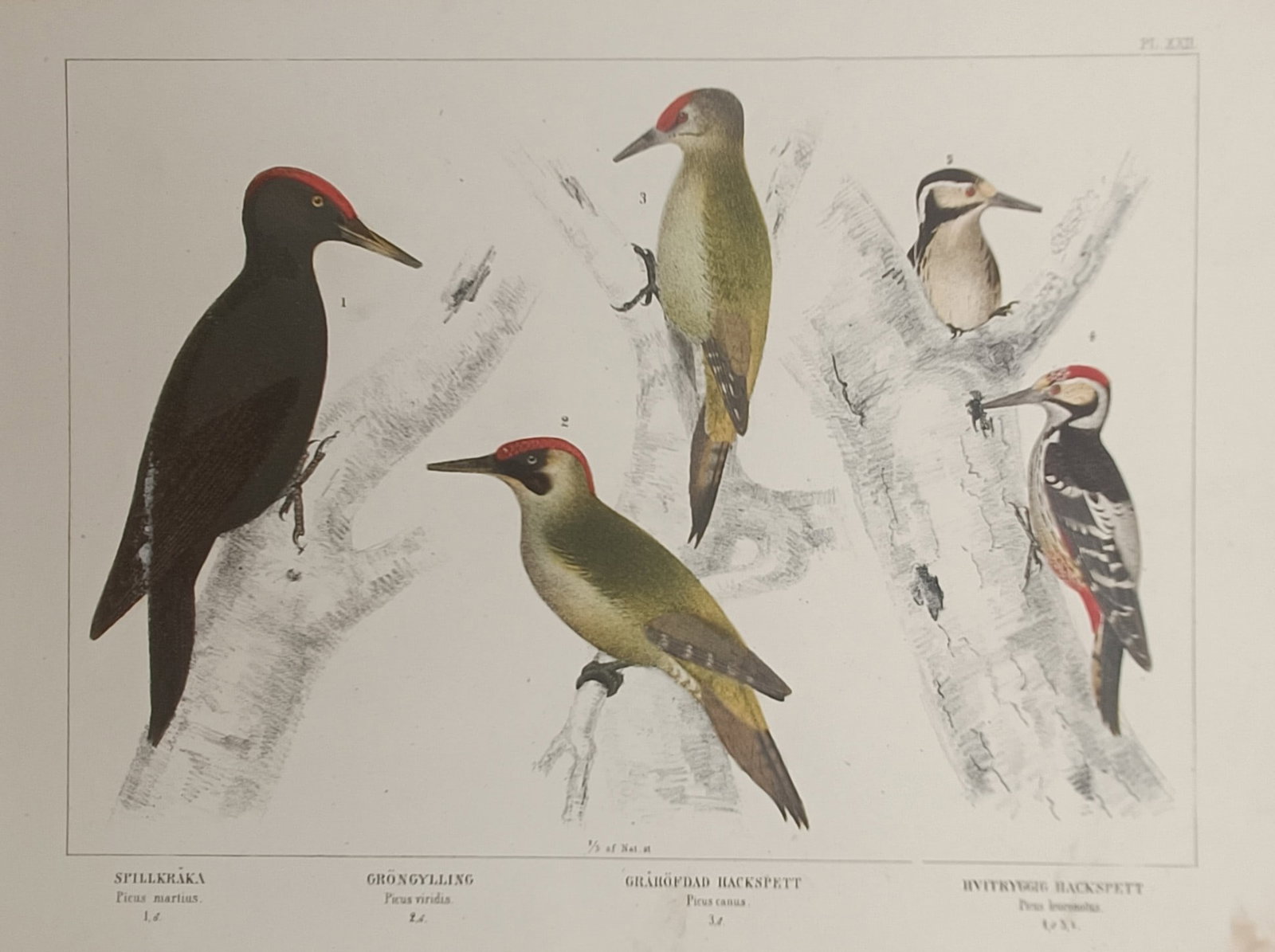 Peter Åkerlund – Ornithological Chart of Woodpeckers – Lithograph (19th Century): "Ornithological Chart of Woodpeckers" presents a multi-specimen natural history study illustrating various European woodpecker species in color during the nineteenth century. The scientific compositio