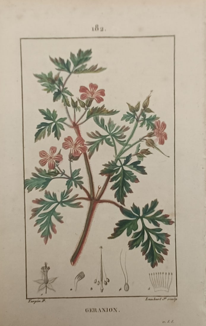 Pierre Jean François Turpin – Botanical Study of Geranium – Engraving (19th Century): "Geranium" presents a botanical study illustrating a flowering cranesbill branch with delicate pink blossoms and lobed foliage during the nineteenth century. The scientific composition highlights the 