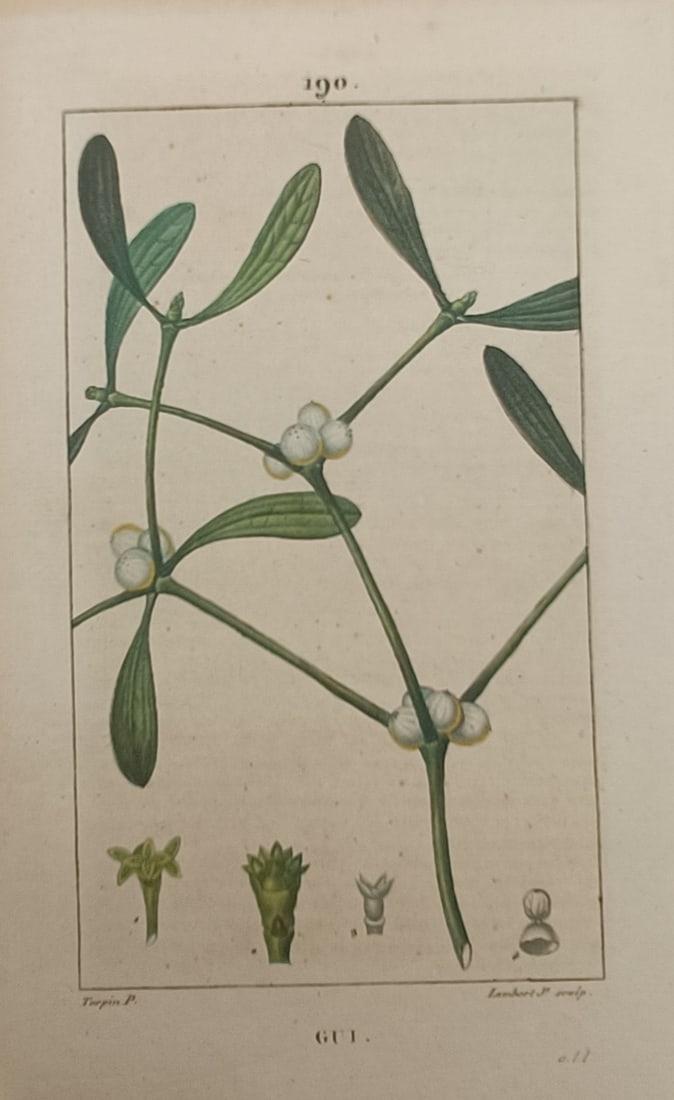 Pierre Jean François Turpin – Botanical Study of Mistletoe – Engraving (19th Century): "Gui" presents a botanical study illustrating a branch of European mistletoe bearing evergreen leaves and clusters of pale berries during the nineteenth century. The scientific composition highlights 