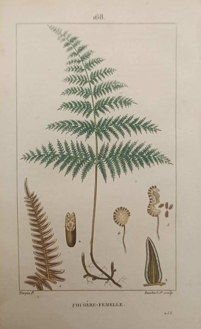 Pierre Jean François Turpin – Botanical Study of the Lady Fern – Engraving (19th Century): "Fougère-Femelle" presents a botanical study illustrating the frond structure of the lady fern with delicate pinnate foliage during the nineteenth century. The scientific composition highlights the m