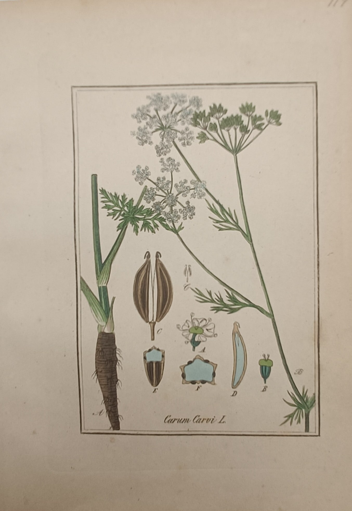 Max Schulze – Botanical Study of Caraway – Lithograph (19th Century): "Carum Carvi" presents a botanical study illustrating a flowering caraway plant with delicate umbels of white blossoms, feathery foliage, and taproot structure during the nineteenth century. The scien