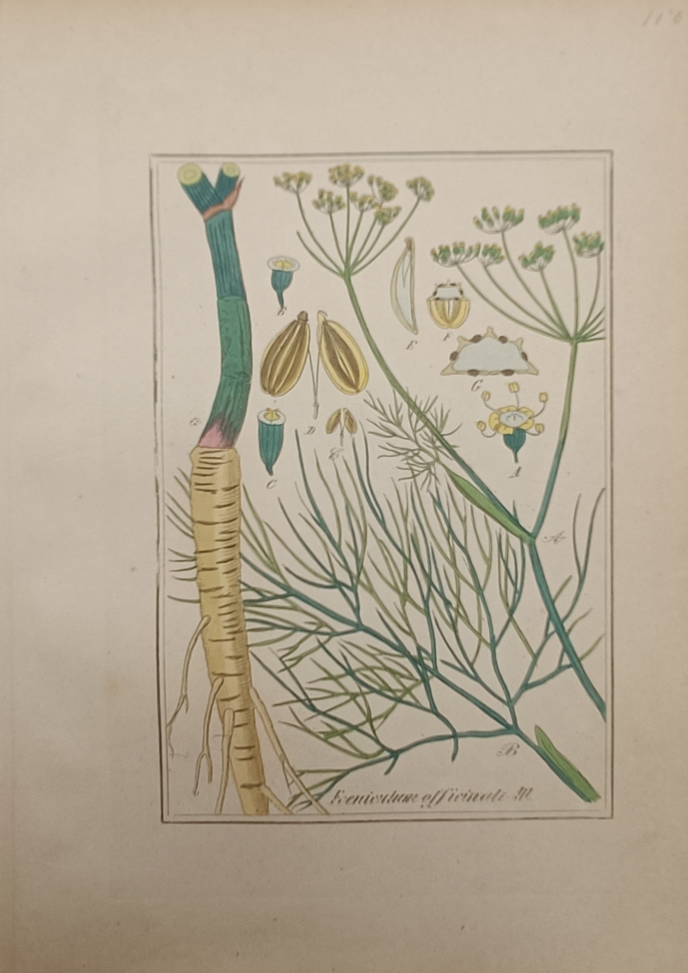 Max Schulze – Botanical Study of Fennel – Lithograph (19th Century): "Foeniculum Officinale" presents a botanical study illustrating a flowering fennel plant with delicate umbels of yellow blossoms, fine feathery foliage, and taproot structure during the nineteenth cen