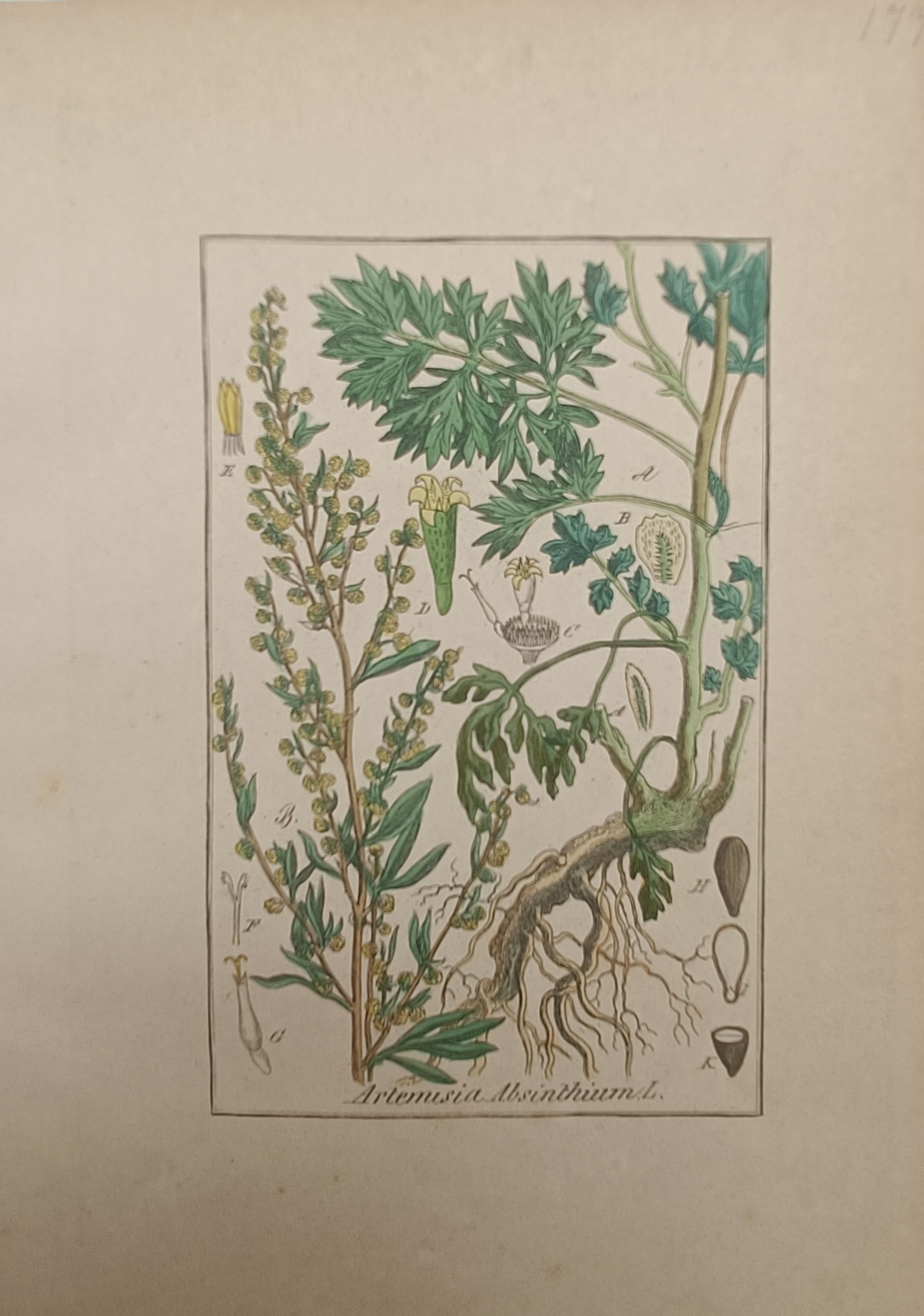 Max Schulze – Botanical Study of Wormwood – Lithograph (19th Century): "Artemisia Absinthium" presents a botanical study illustrating a flowering common wormwood plant with deeply divided silvery-green foliage, branched panicles of small yellow flower heads, and root sys