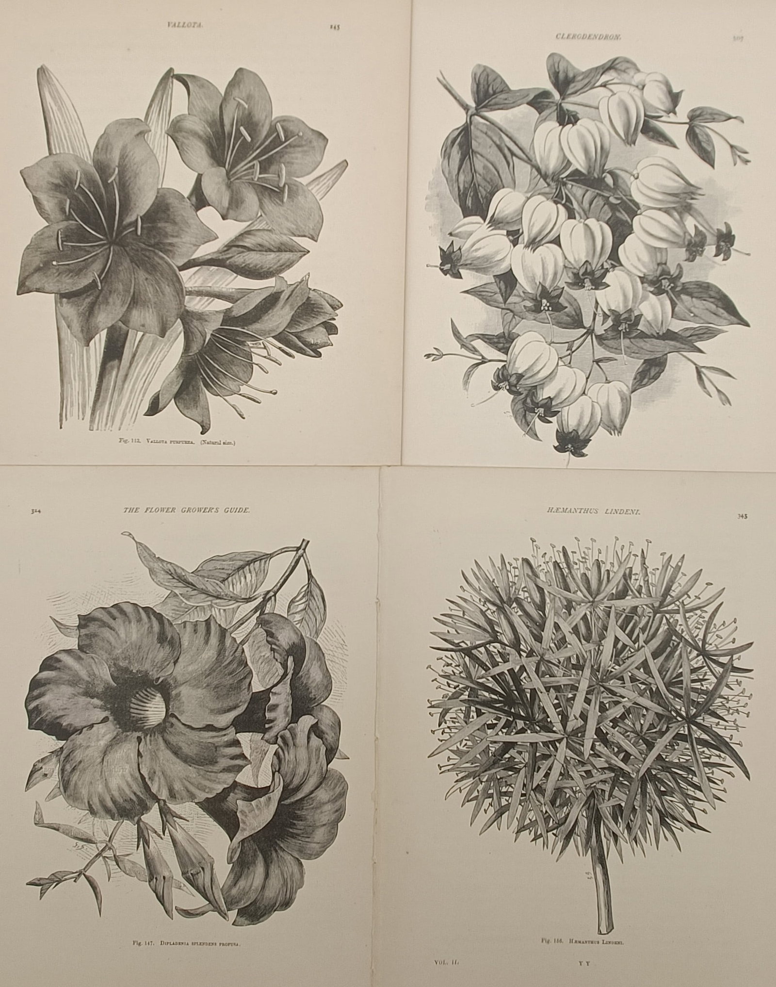 John Wright – Set of 4: Exotic Conservatory Flowers, Clerodendron, and Haemanthus – Engravings: "The Flower Grower's Guide" presents a set of four botanical engravings illustrating cultivated conservatory plants including vallota lilies, flowering clerodendron, dipladenia blossoms, and the globu
