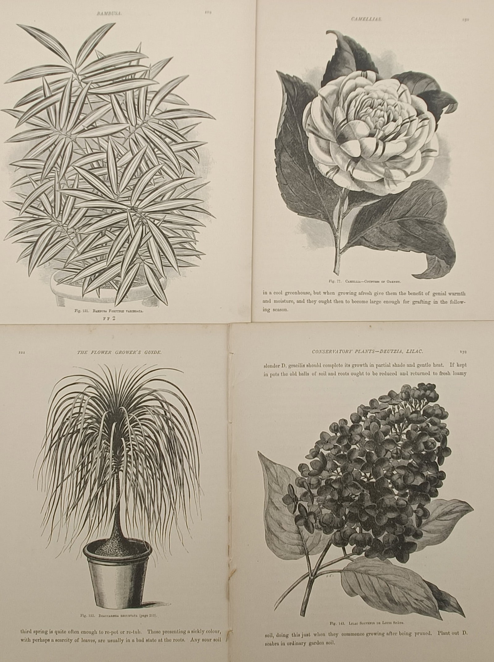 John Wright – Set of 4: Conservatory Foliage, Camellia, Beaucarnea, and Lilac – Engravings: "The Flower Grower's Guide" presents a set of four botanical engravings illustrating decorative conservatory plants including variegated bamboo, a camellia blossom, a potted ponytail palm, and a dense