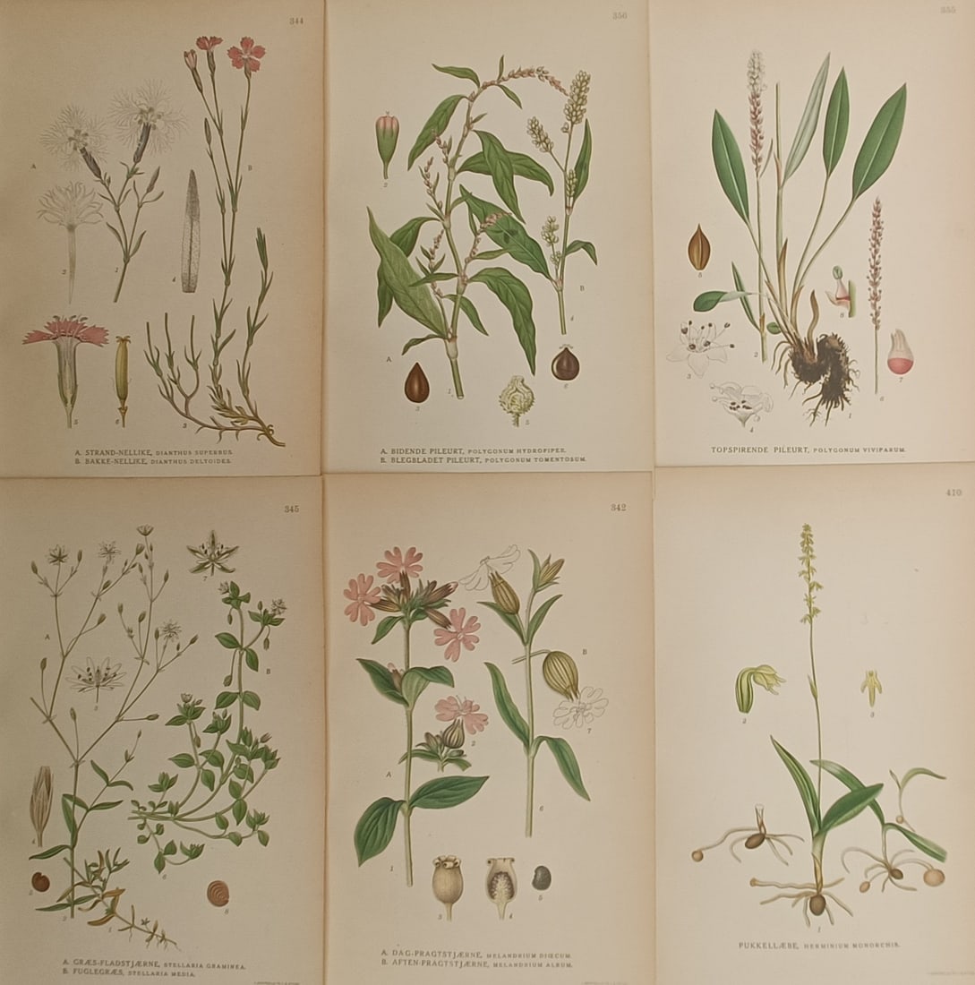 Carl Lindman – Set of 6: Pinks, Knotweeds, Starworts, Campions, and Orchids – Lithographs (1 of 2)