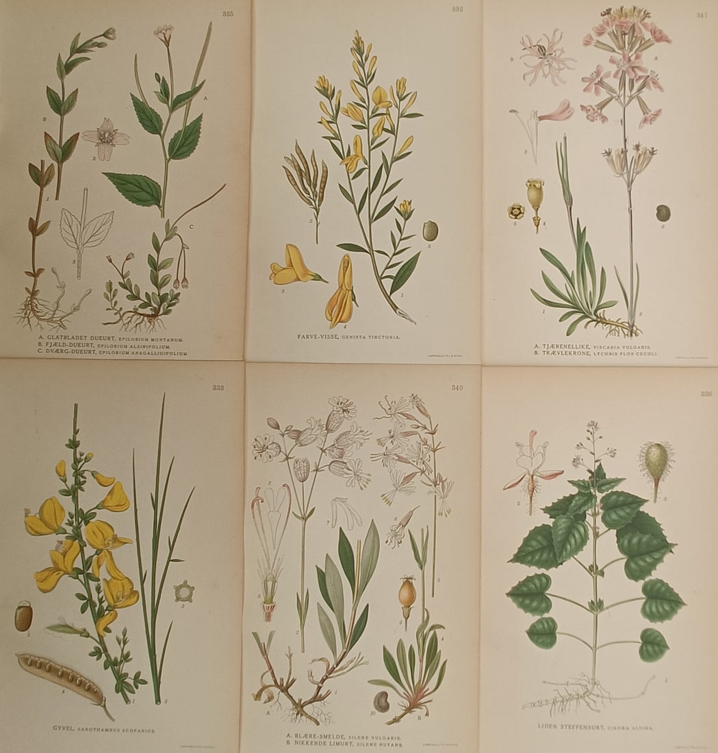 Carl Lindman – Set of 6: Willowherbs, Brooms, Campions, and Enchanter's Nightshade – Lithographs: "Pictures of Northern Flora" presents a set of six color botanical studies depicting native Nordic flowering plants including willowherbs, dyer's greenweed, common broom, ragged robin, bladder campion