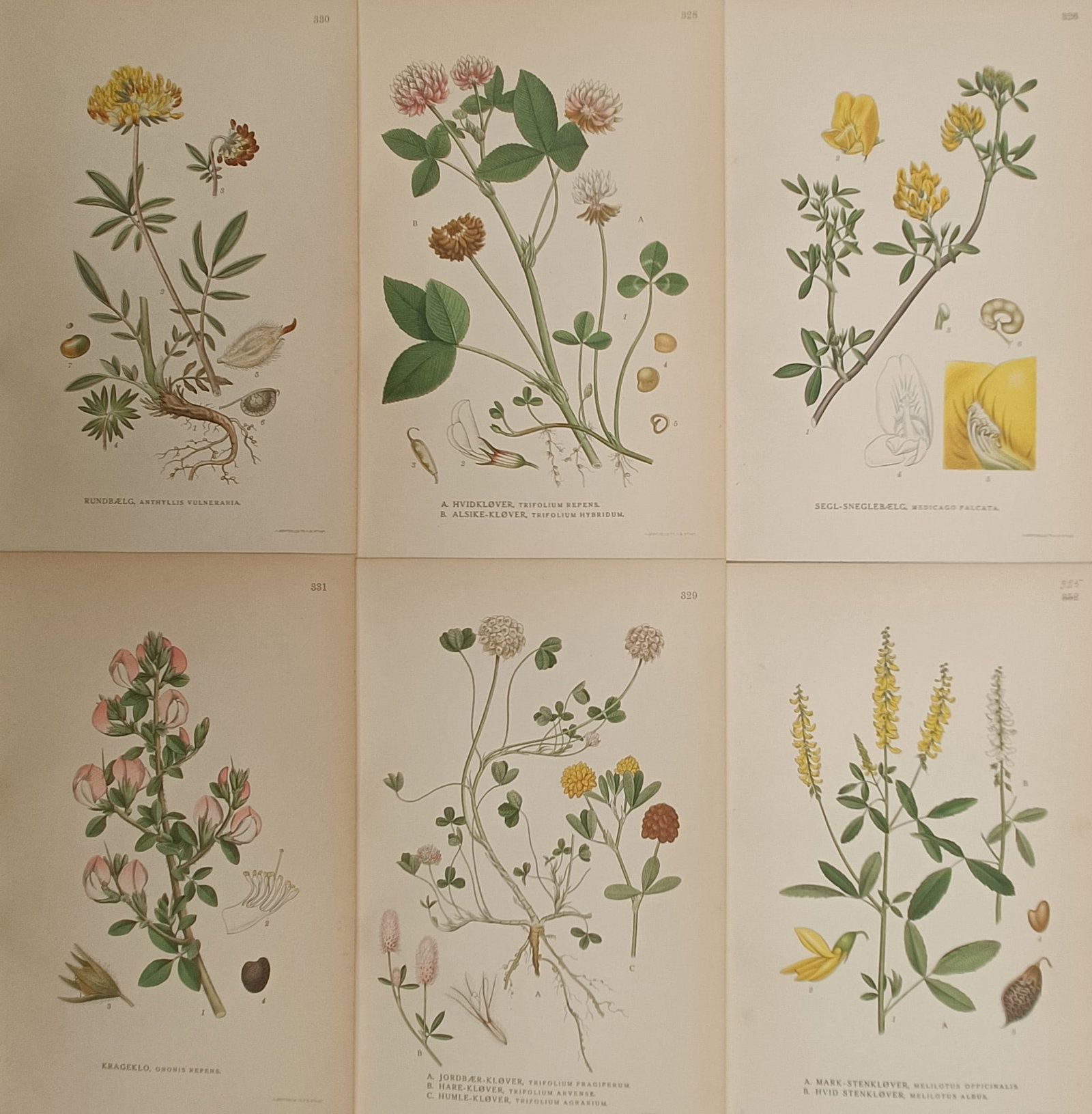 Carl Lindman – Set of 6: Clovers, Medicks, Melilots, and Kidney Vetch – Lithographs (20th (1 of 2)