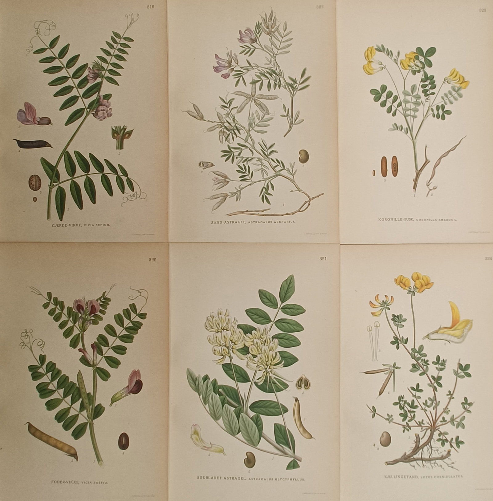 Carl Lindman – Set of 6: Vetches, Milk-Vetches, Scorpion Senna, and Trefoil – Lithographs: "Pictures of Northern Flora" presents a set of six color botanical studies depicting native Nordic leguminous plants including bush vetch, sand milk-vetch, scorpion senna, common vetch, wild licorice 