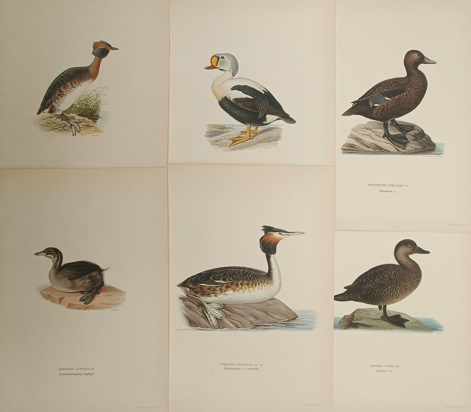 Magnus von Wright – Set of 6: Nordic Waterfowl, Grebes, Eiders, and Scoters – Lithographs: "Swedish Birds" presents a set of six color ornithological plates illustrating Nordic aquatic bird species including grebes, king eiders, Steller's eiders, and scoters in coastal and freshwater settin
