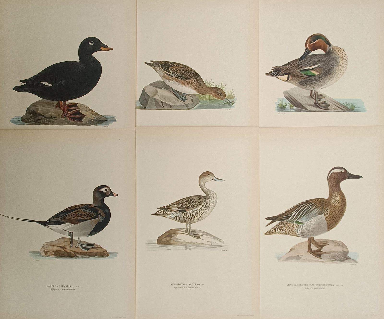 Magnus von Wright – Set of 6: Northern Waterfowl, Ducks, Teals, and Pintails – Lithographs: "Swedish Birds" presents a set of six color ornithological plates illustrating northern duck species including velvet scoters, pintails, common teals, garganeys, and long-tailed ducks in wetland envir