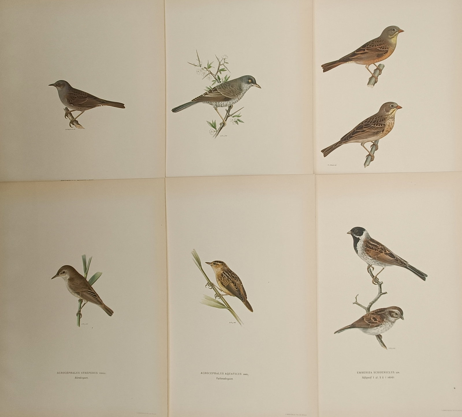 Magnus von Wright – Set of 6: Nordic Songbirds, Warblers, and Buntings – Lithographs (1920s): "Swedish Birds" presents a set of six color ornithological plates illustrating Nordic passerine songbirds including warblers, reed warblers, and buntings perched on natural foliage and reed stems. The