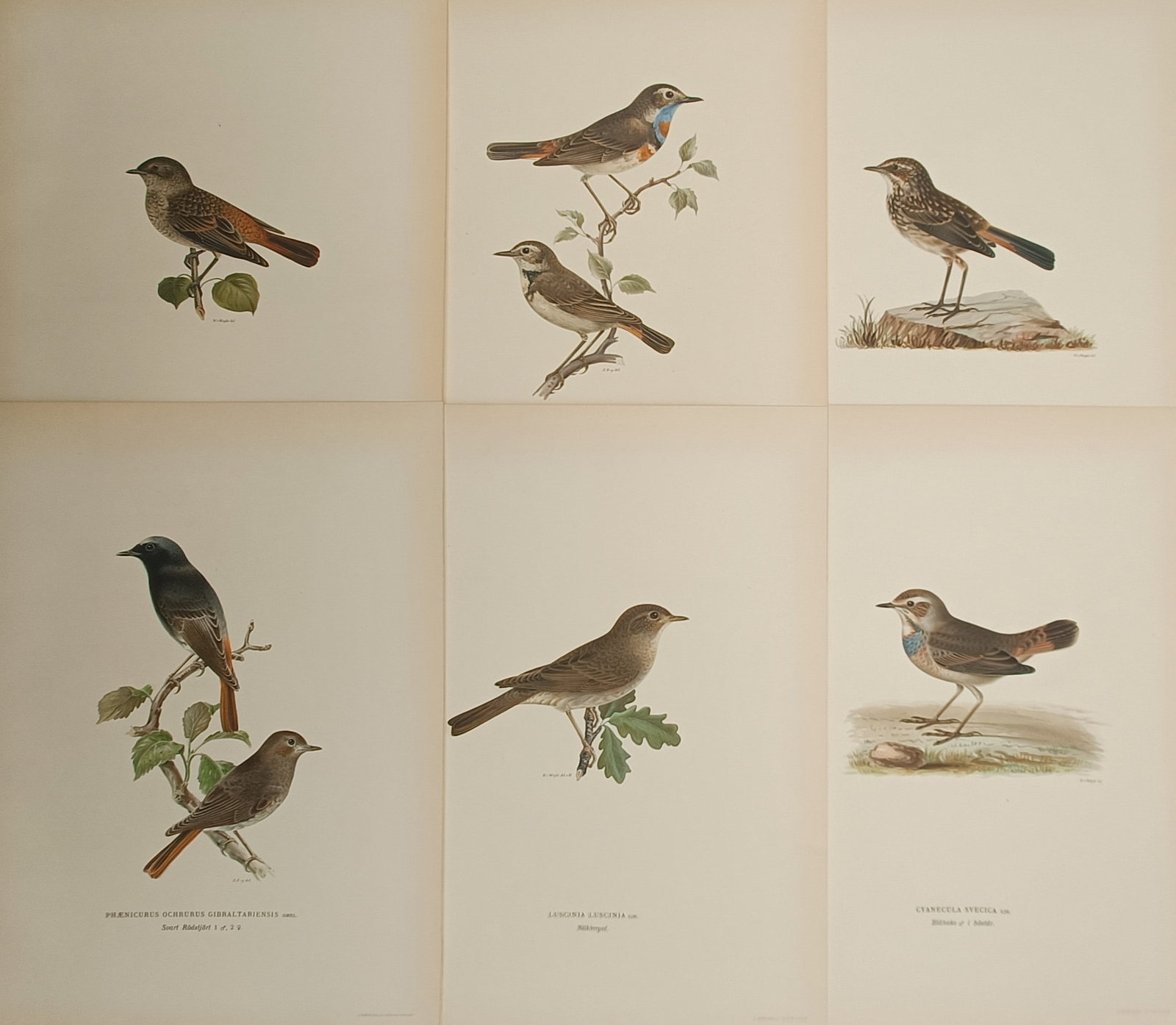 Magnus von Wright – Set of 6: Redstarts, Bluethroats, and Nightingales – Lithographs (1920s) (1 of 2)