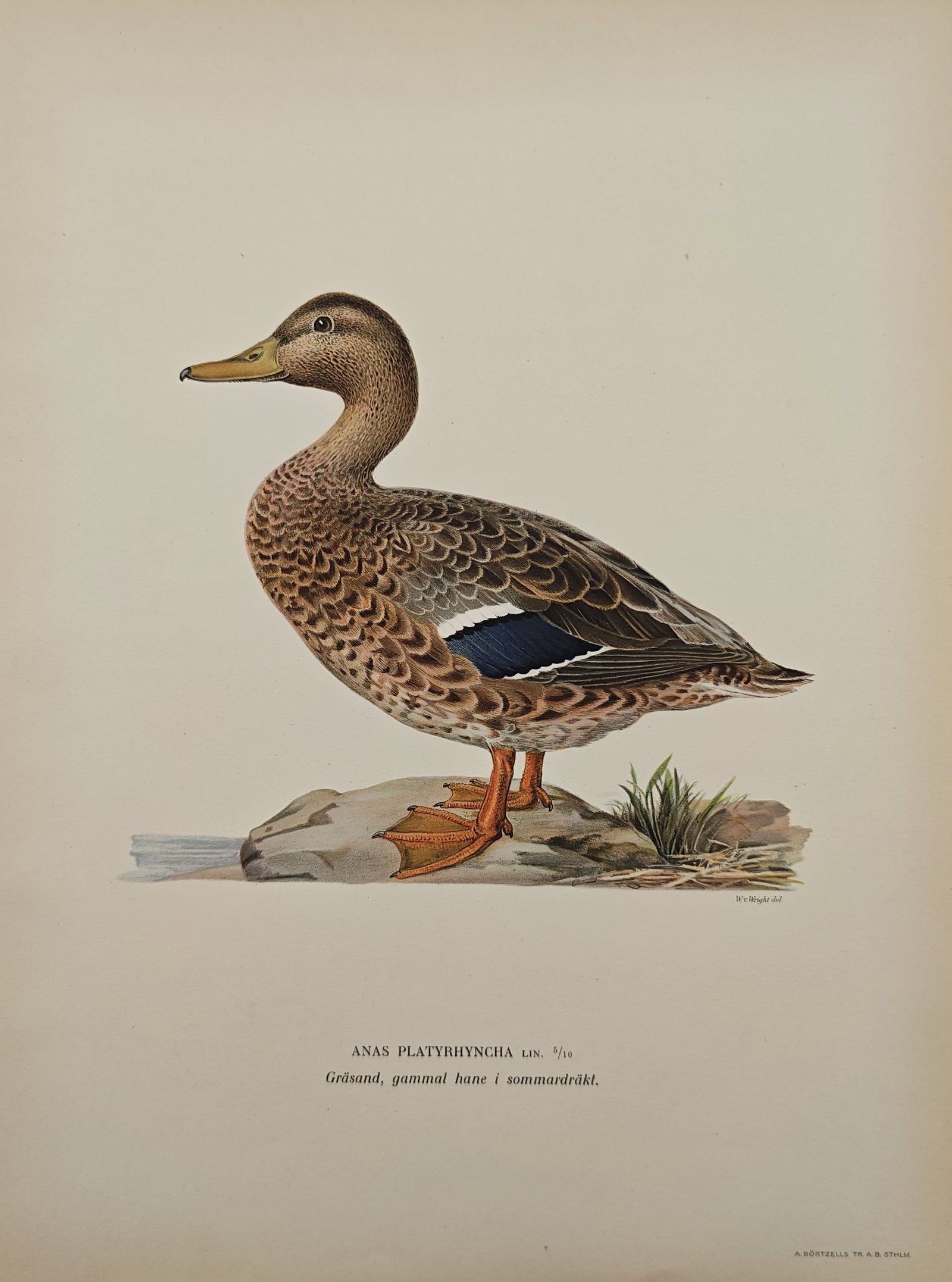Magnus von Wright – Mallard in Summer Plumage – Lithograph (1920s): "Mallard, Old Male in Summer Plumage" illustrates the Scandinavian waterbird resting along the shoreline, highlighting the detailed feather patterns and plumage variations of the species. The natural 