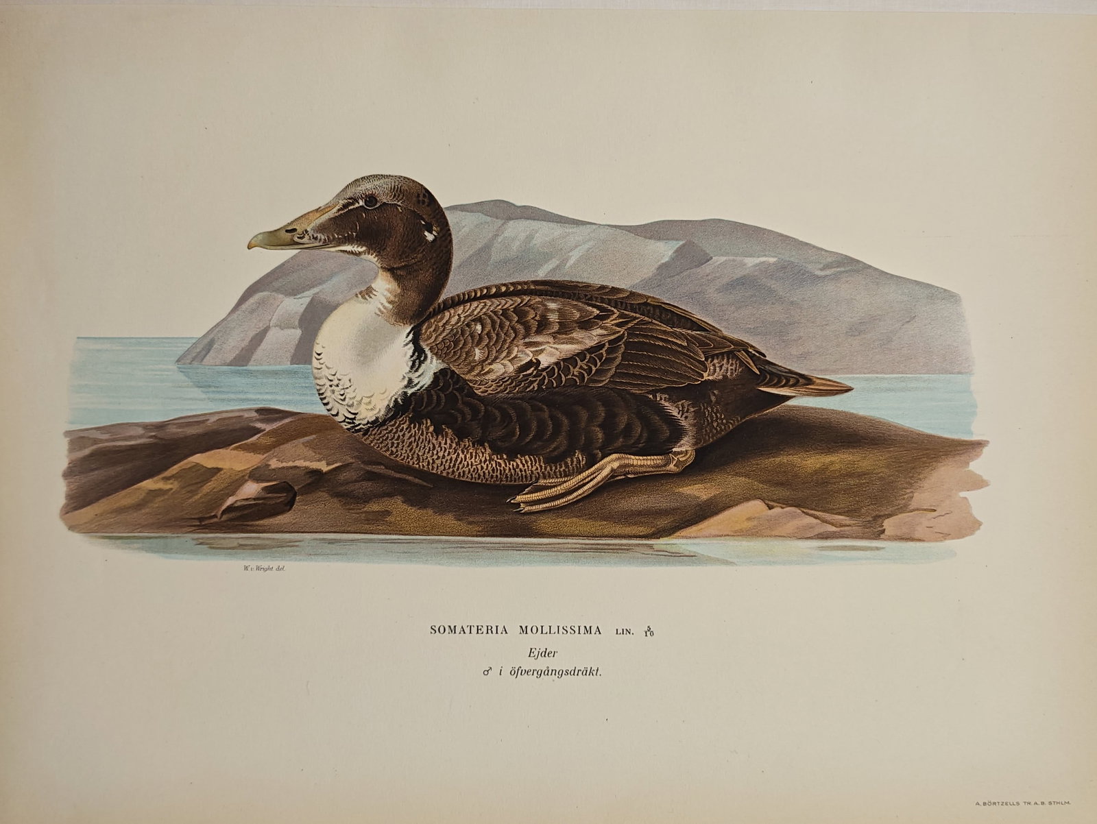 Wilhelm von Wright – Common Eider in Transitional Plumage – Lithograph (1920s): "Common Eider, Male in Transitional Plumage" portrays the coastal sea duck resting atop a rocky outcrop against an expansive Nordic maritime backdrop. The natural history study highlights the distinct