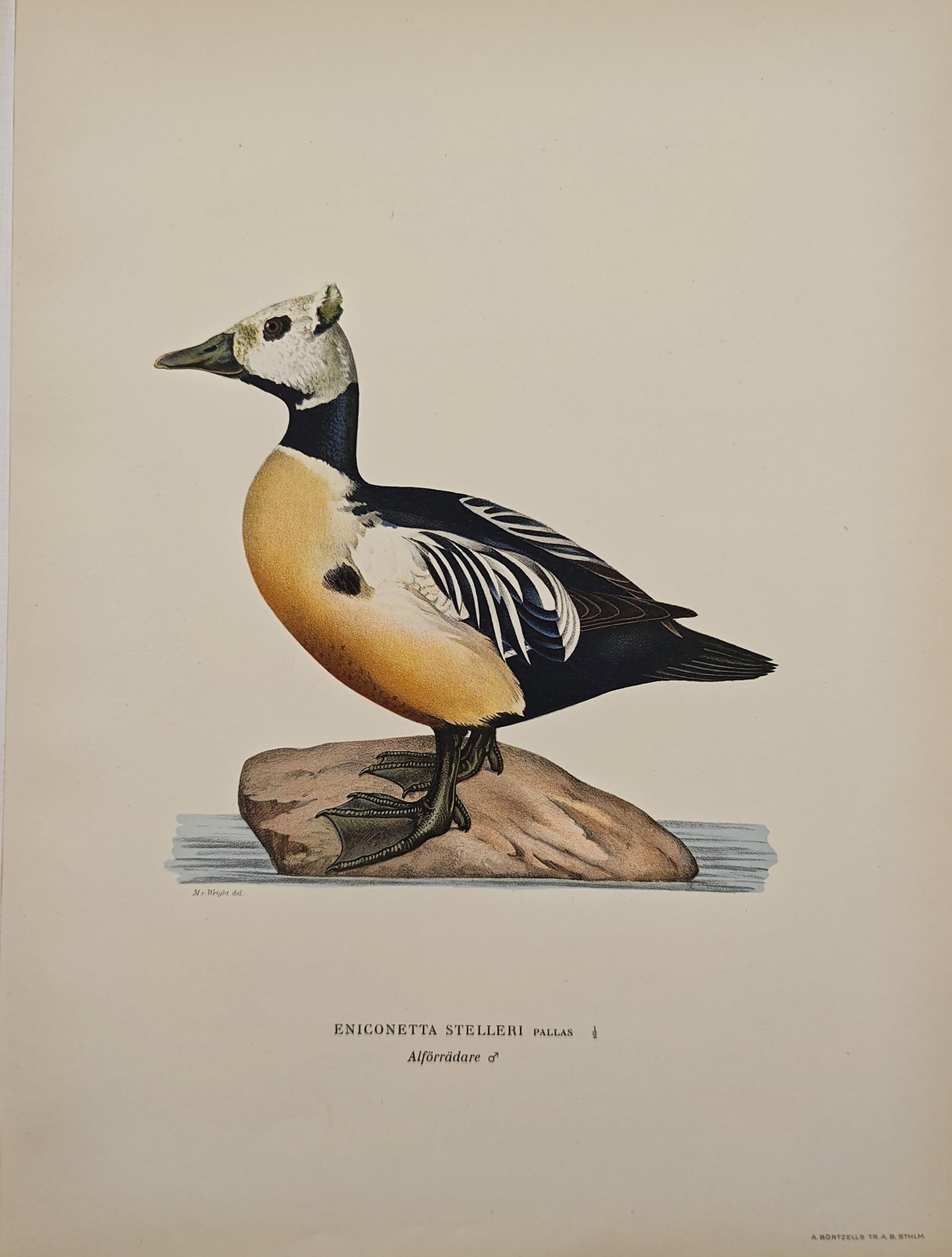 Magnus von Wright – Male Steller's Eider – Lithograph (1920s) (1 of 2)