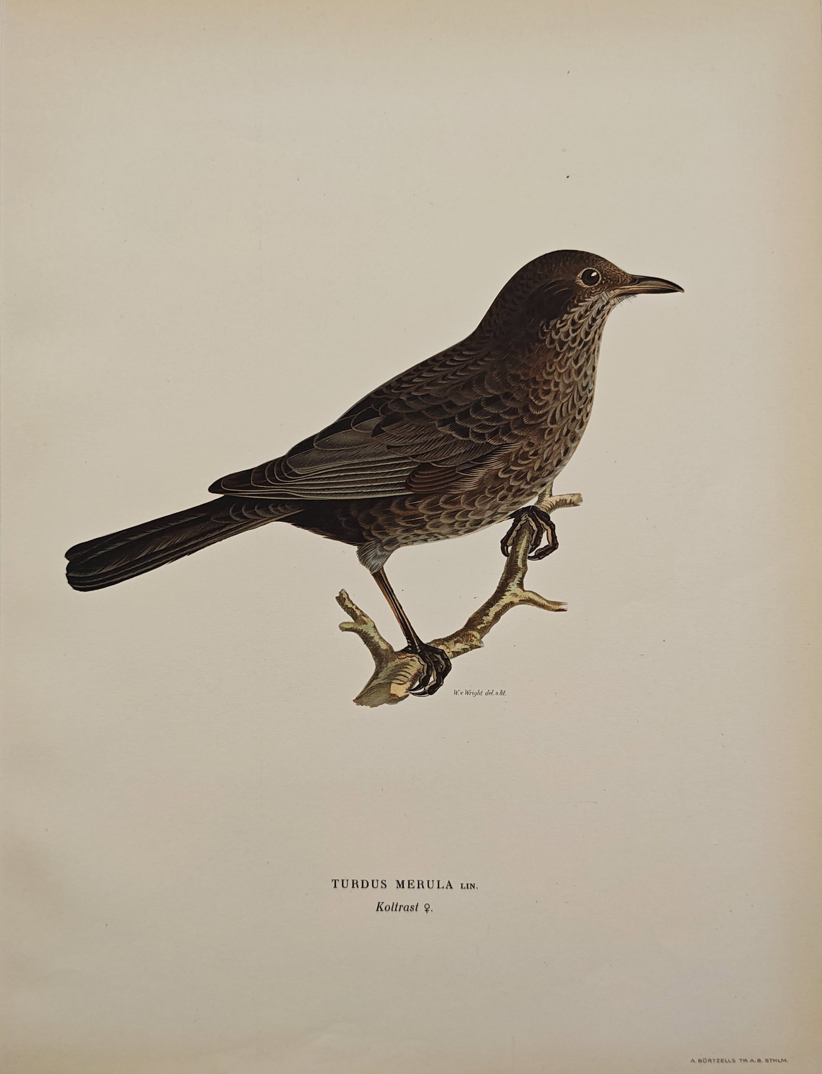 Ferdinand von Wright – Female Eurasian Blackbird – Lithograph (1920s): "Common Blackbird, Female" portrays the woodland songbird perched on a branch, highlighting the subtle brown tones and intricate feather patterns of its plumage. The natural history study reflects the