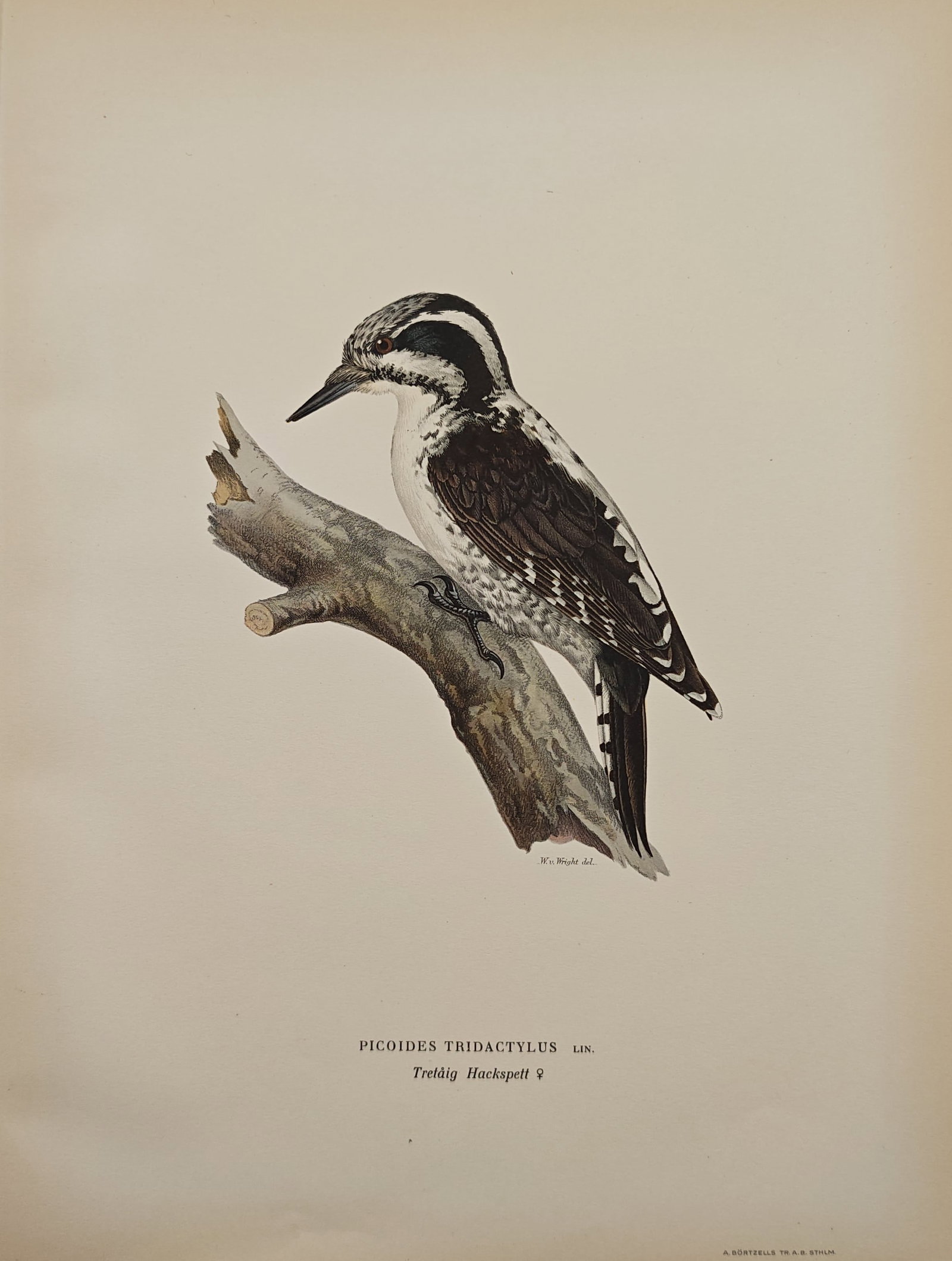 Magnus von Wright – Female Eurasian Three-Toed Woodpecker – Lithograph (1920s) (1 of 2)