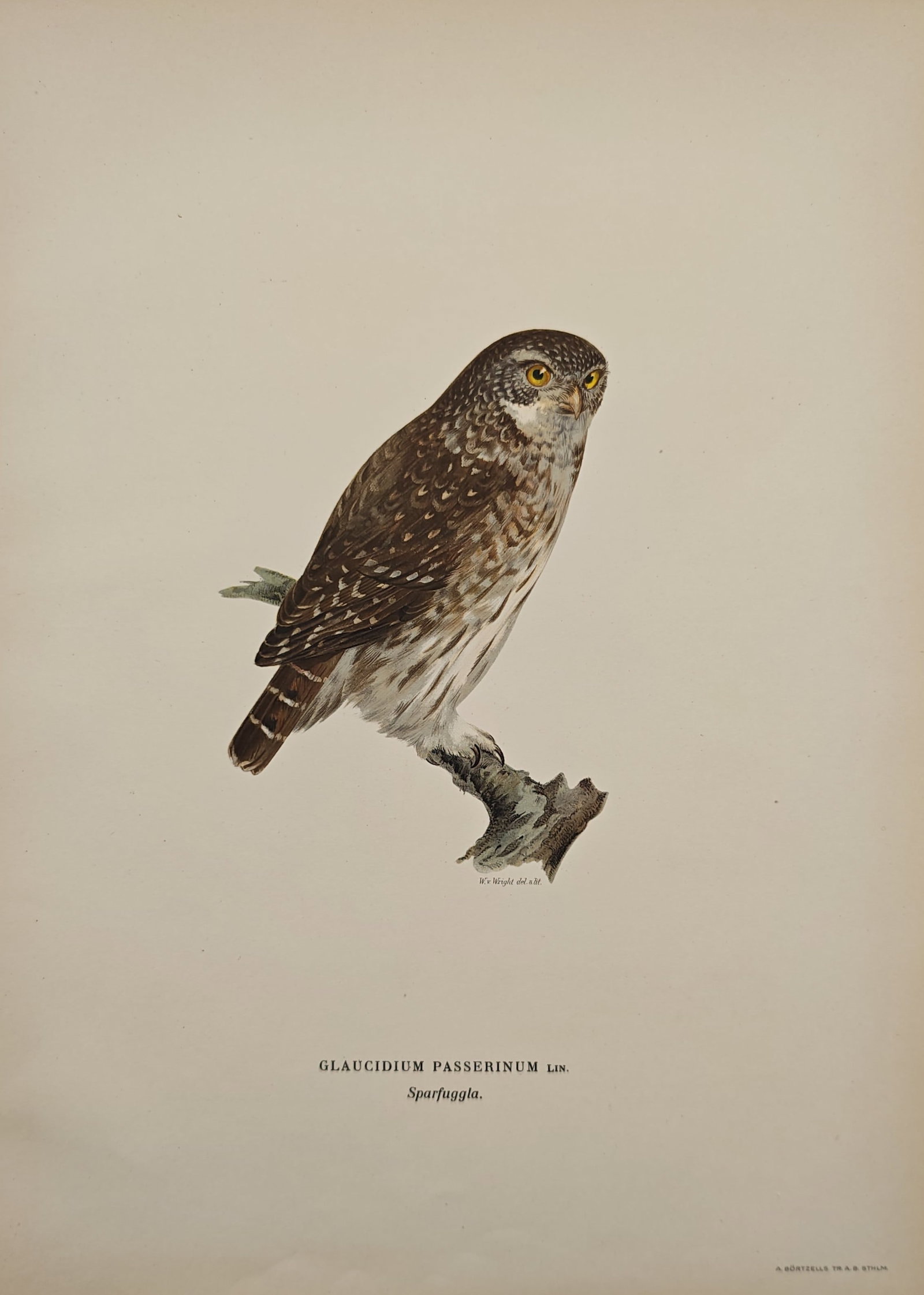 Wilhelm von Wright – Eurasian Pygmy Owl – Lithograph (1920s): "Pygmy Owl" portrays the small raptor perched upon a weathered branch, highlighting its mottled plumage and piercing gaze. The ornithological study demonstrates the anatomical precision and biological