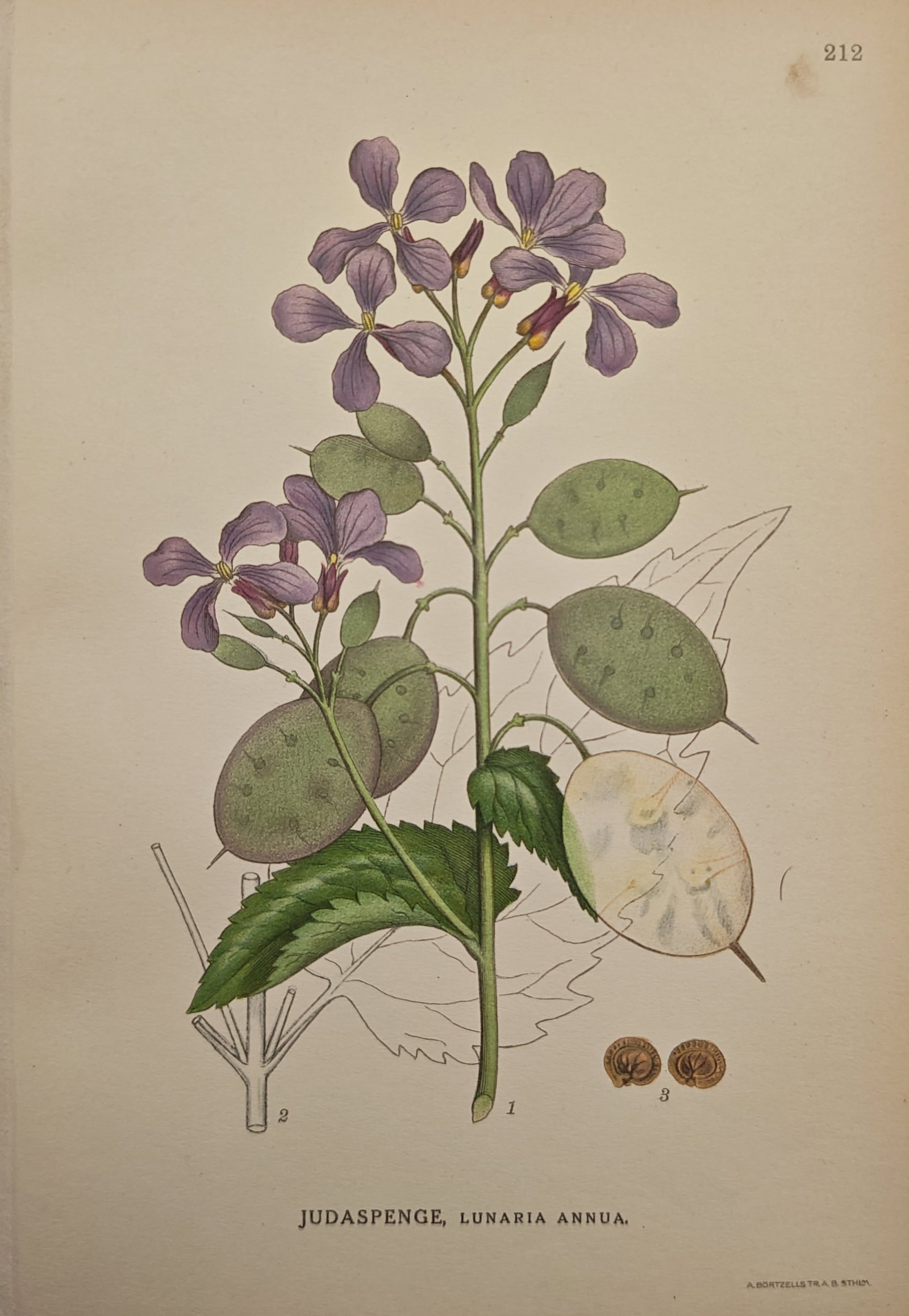 Carl Lindman – Annual Honesty – Lithograph (20th Century): "Annual Honesty" illustrates the flowering botanical specimen, showcasing its purple blossoms, broad foliage, and distinctive translucent seed pods. The botanical study reflects the scientific precisi
