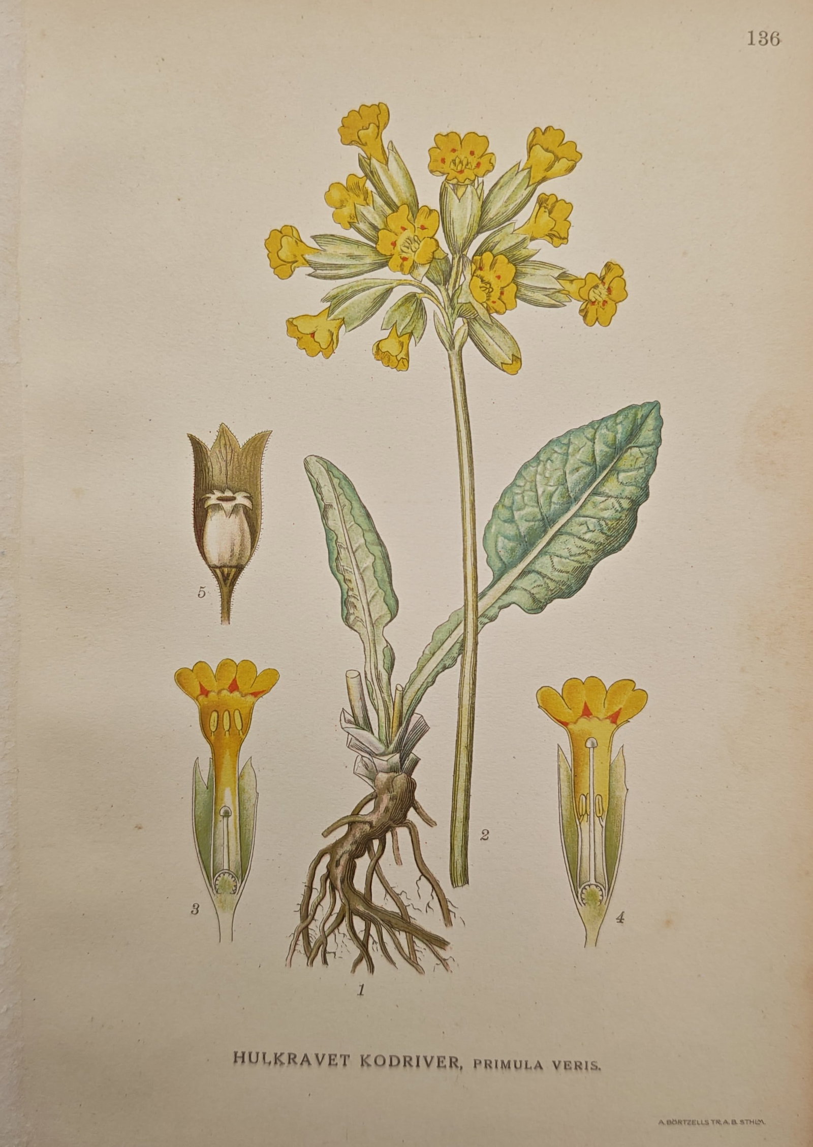 Carl Lindman – Cowslip – Lithograph (20th Century): "Cowslip" illustrates the flowering botanical specimen, showcasing its clustered yellow blooms, basal foliage, root structure, and detailed floral dissections. The botanical study reflects the scienti
