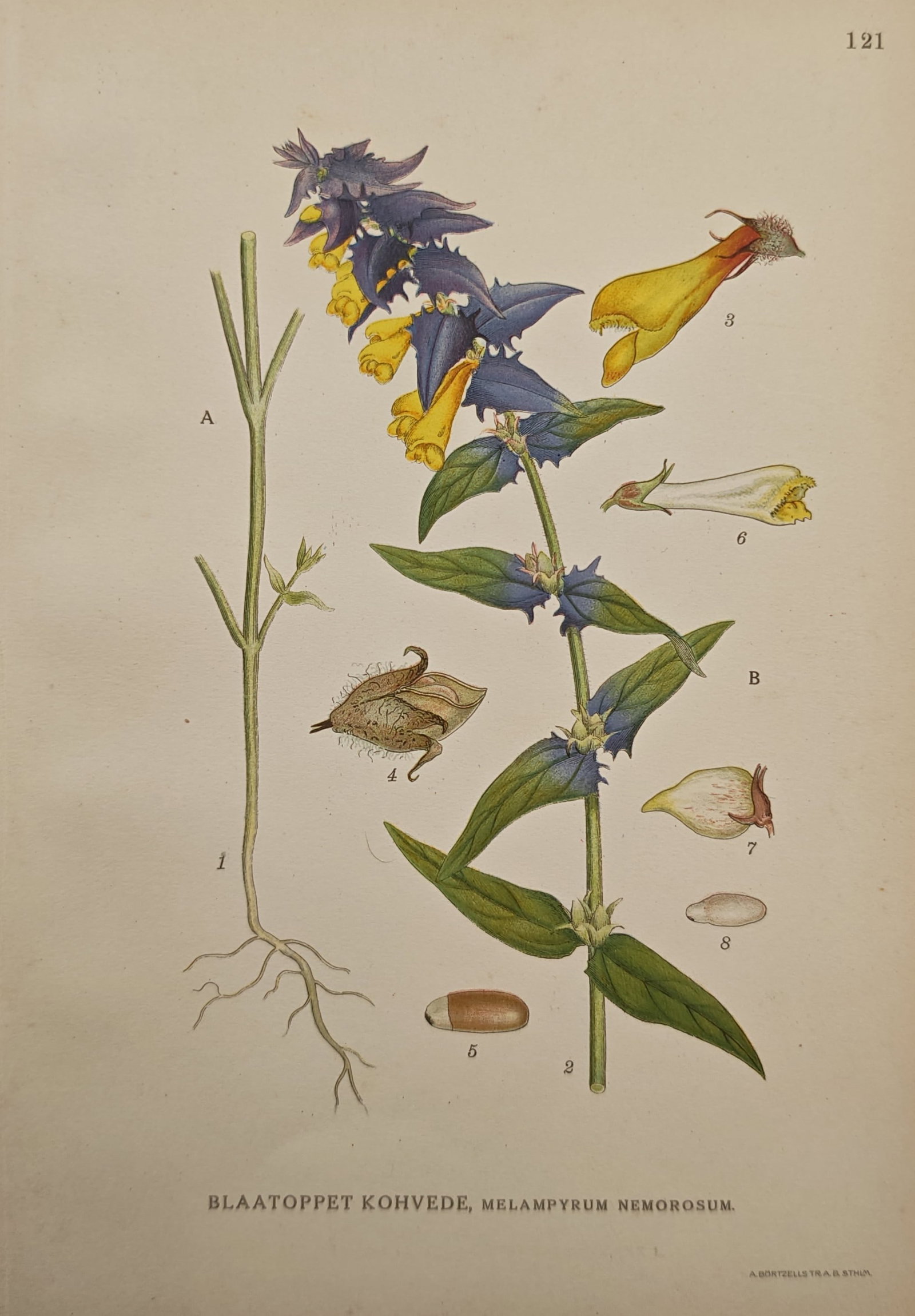 Carl Lindman – Wood Cow-Wheat – Lithograph (20th Century): "Wood Cow-Wheat" illustrates the wild flowering plant, showcasing its contrasting purple bracts, yellow blossoms, stem foliage, and morphological dissections. The botanical study reflects the scientif