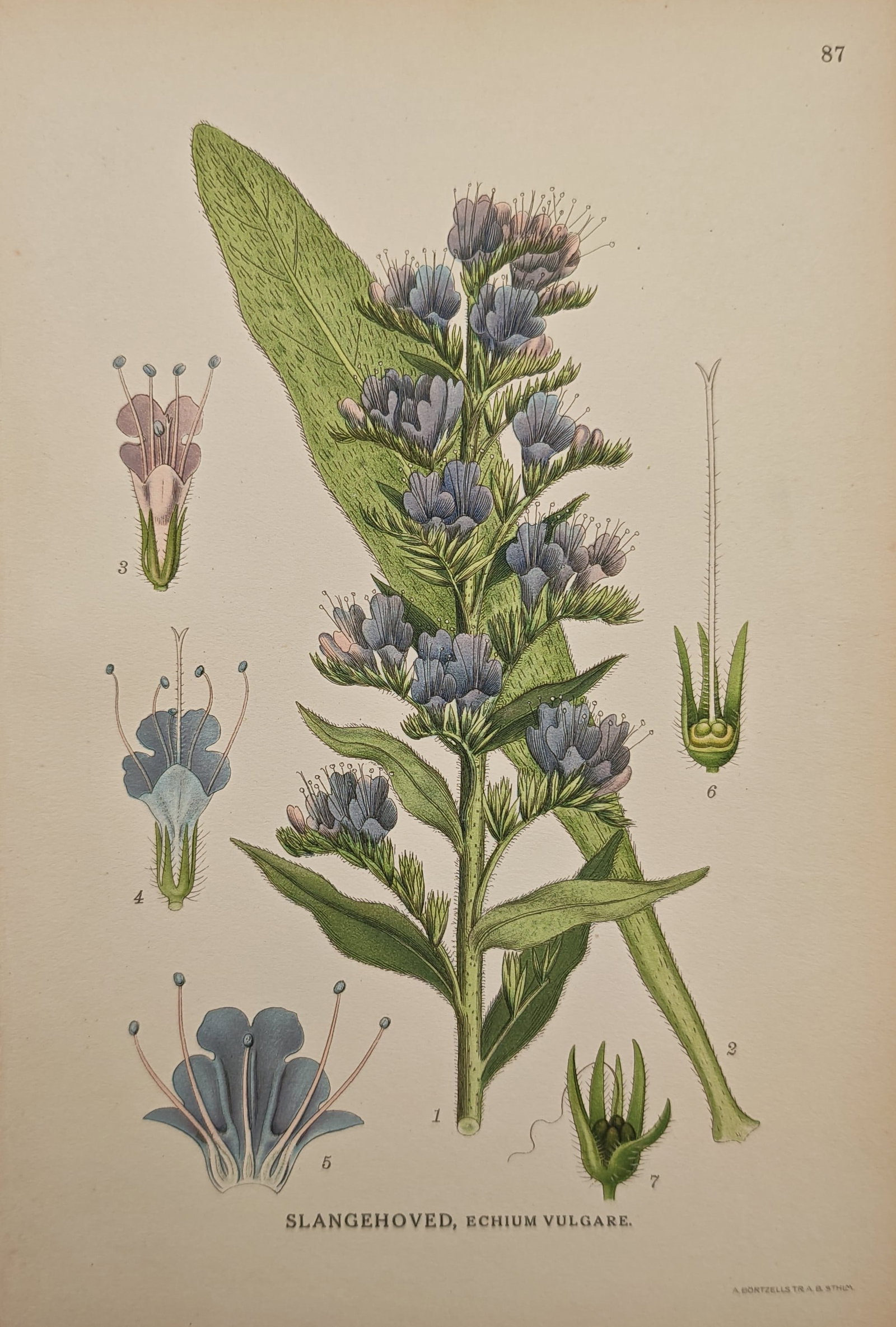 Carl Lindman – Viper's Bugloss – Lithograph (20th Century): "Viper's Bugloss" illustrates the flowering botanical specimen, showcasing its dense spike of blue-violet blossoms, bristly foliage, and detailed morphological floral dissections. The botanical study 