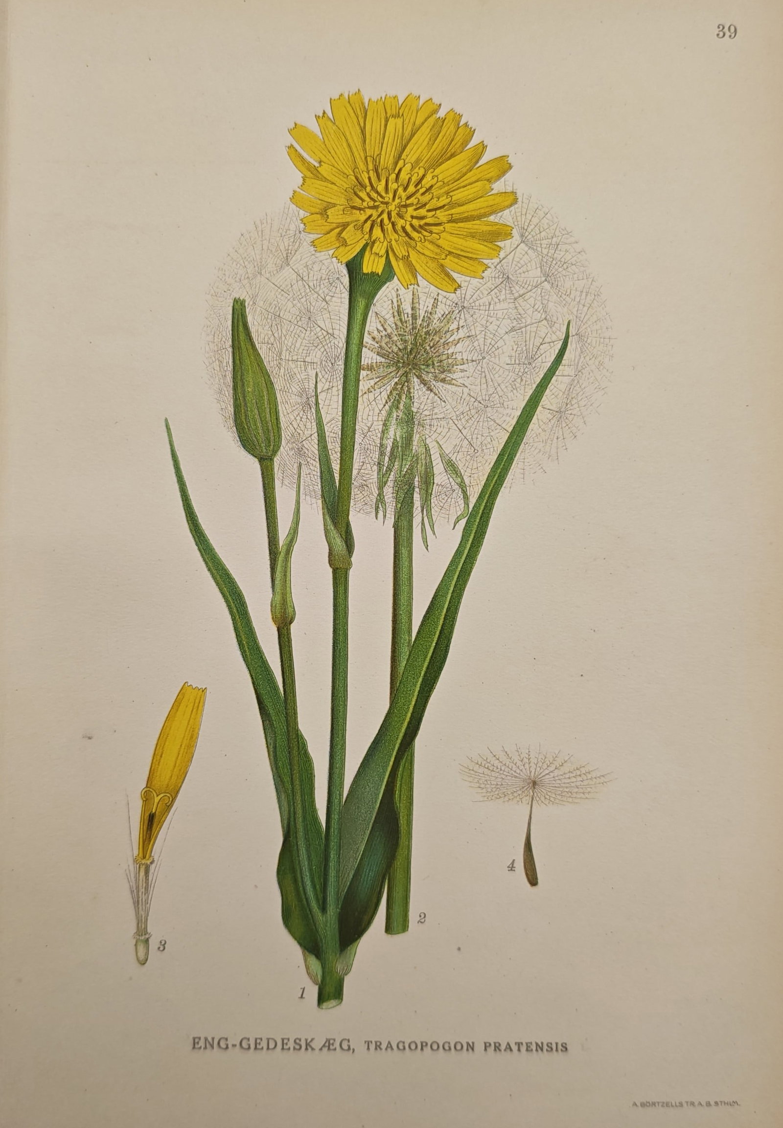 Carl Lindman – Meadow Salsify – Lithograph (20th Century) (1 of 2)