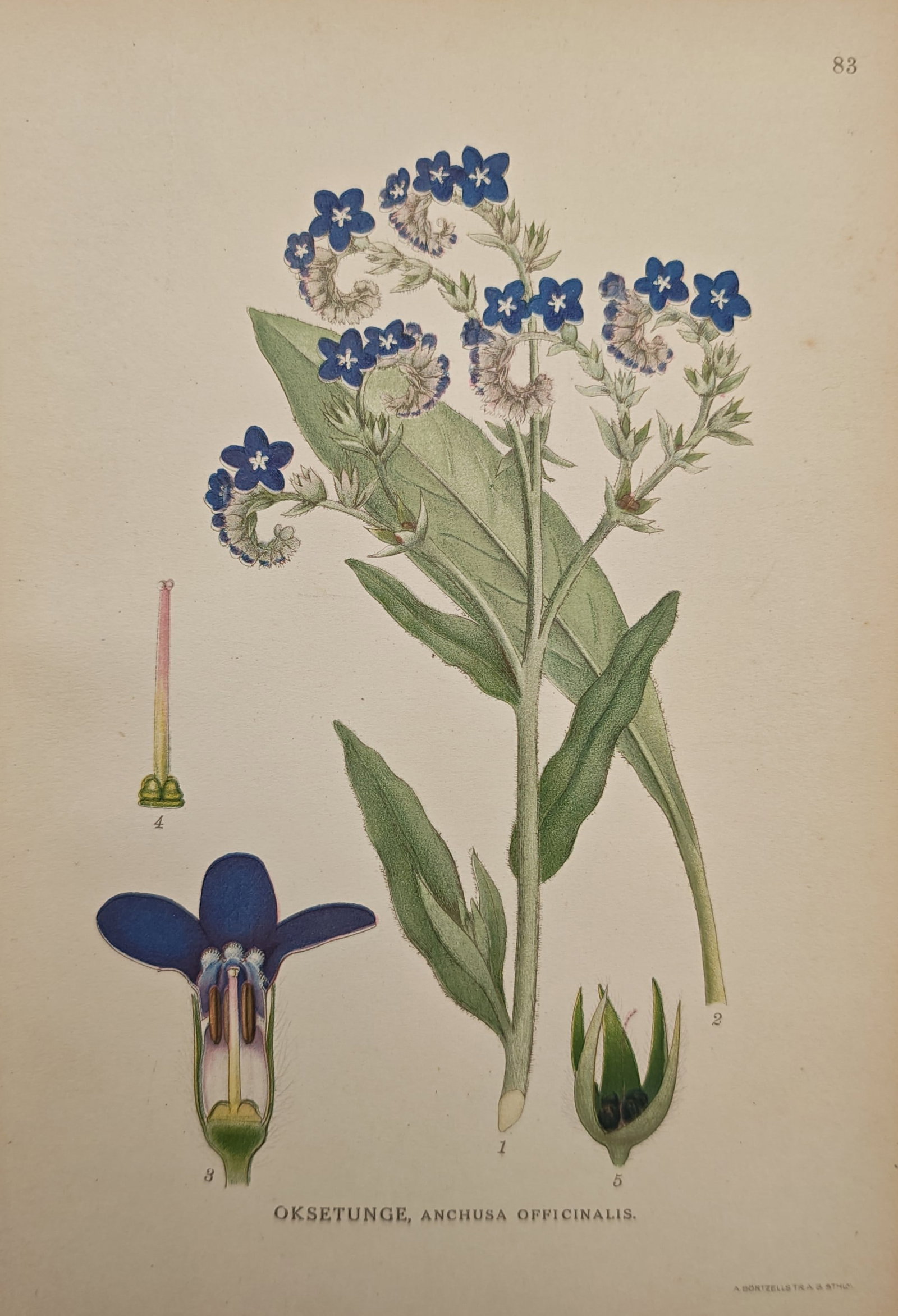 Carl Lindman – Common Bugloss – Lithograph (20th Century): "Common Bugloss" illustrates the flowering botanical specimen, showcasing its clusters of deep blue blossoms, bristly foliage, and detailed morphological floral dissections. The botanical study reflec
