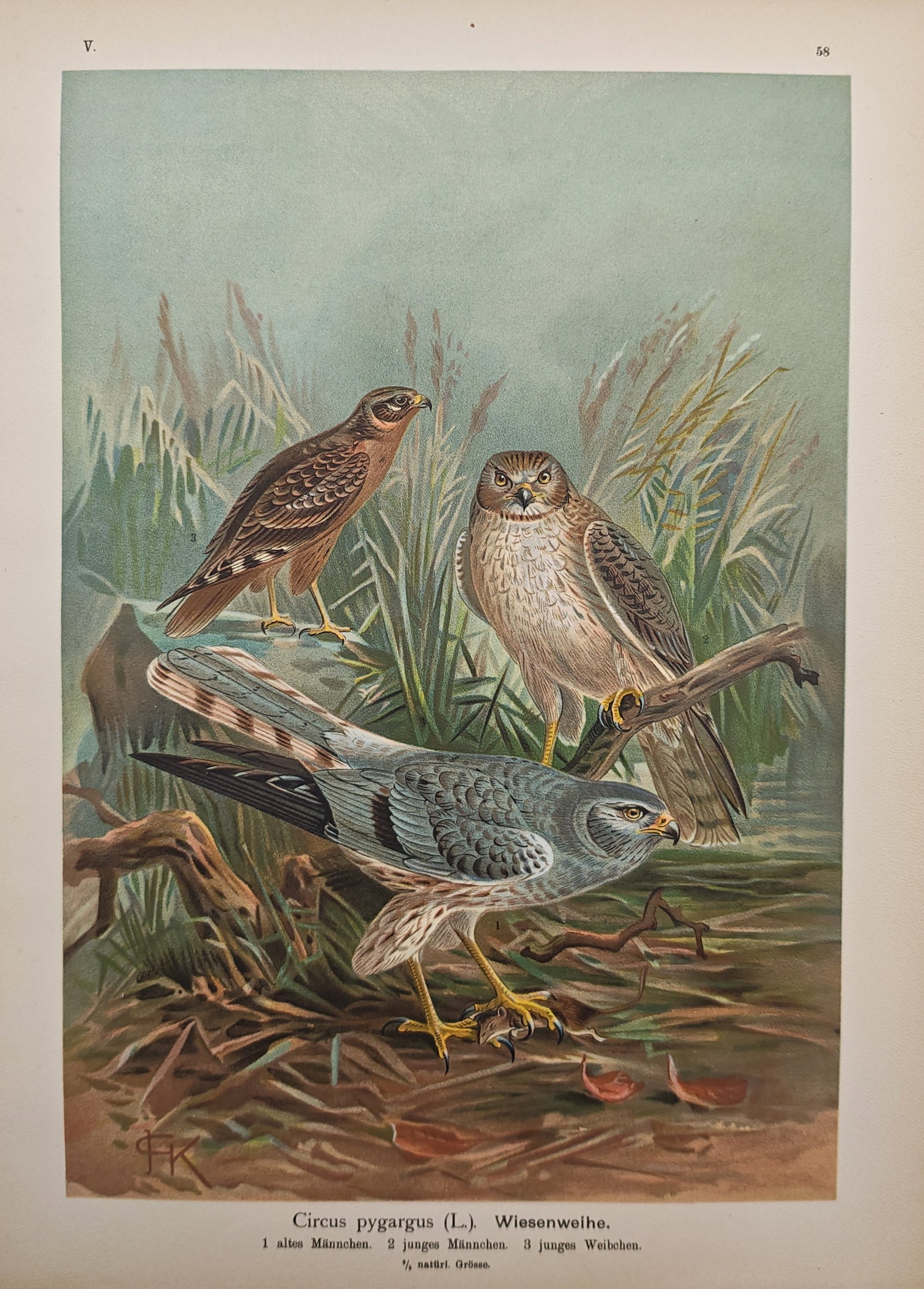 Johann Friedrich Naumann – Montagu's Harrier – Lithograph (19th Century): "Montagu's Harrier" illustrates male and female birds of prey in varied plumage within their natural grassland habitat. The ornithological study highlights the detailed feather patterns, predatory cha