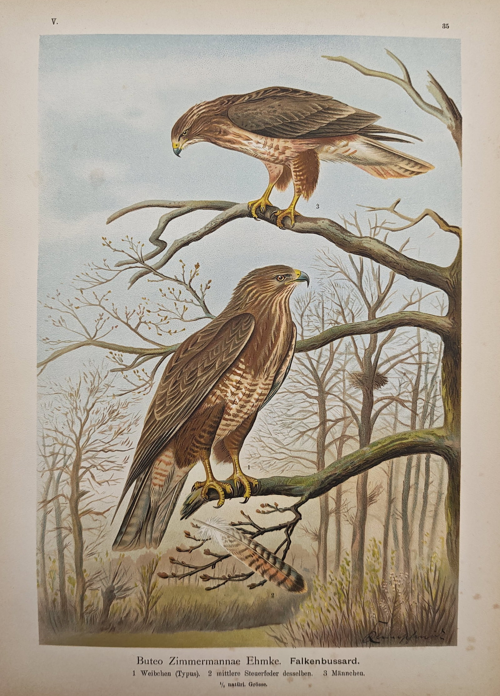 Johann Friedrich Naumann – Falcon Buzzard – Lithograph (19th Century): "Falcon Buzzard" illustrates birds of prey perched amidst tree branches within a woodland landscape. The ornithological study highlights the detailed plumage patterns, predatory features, and anatomic