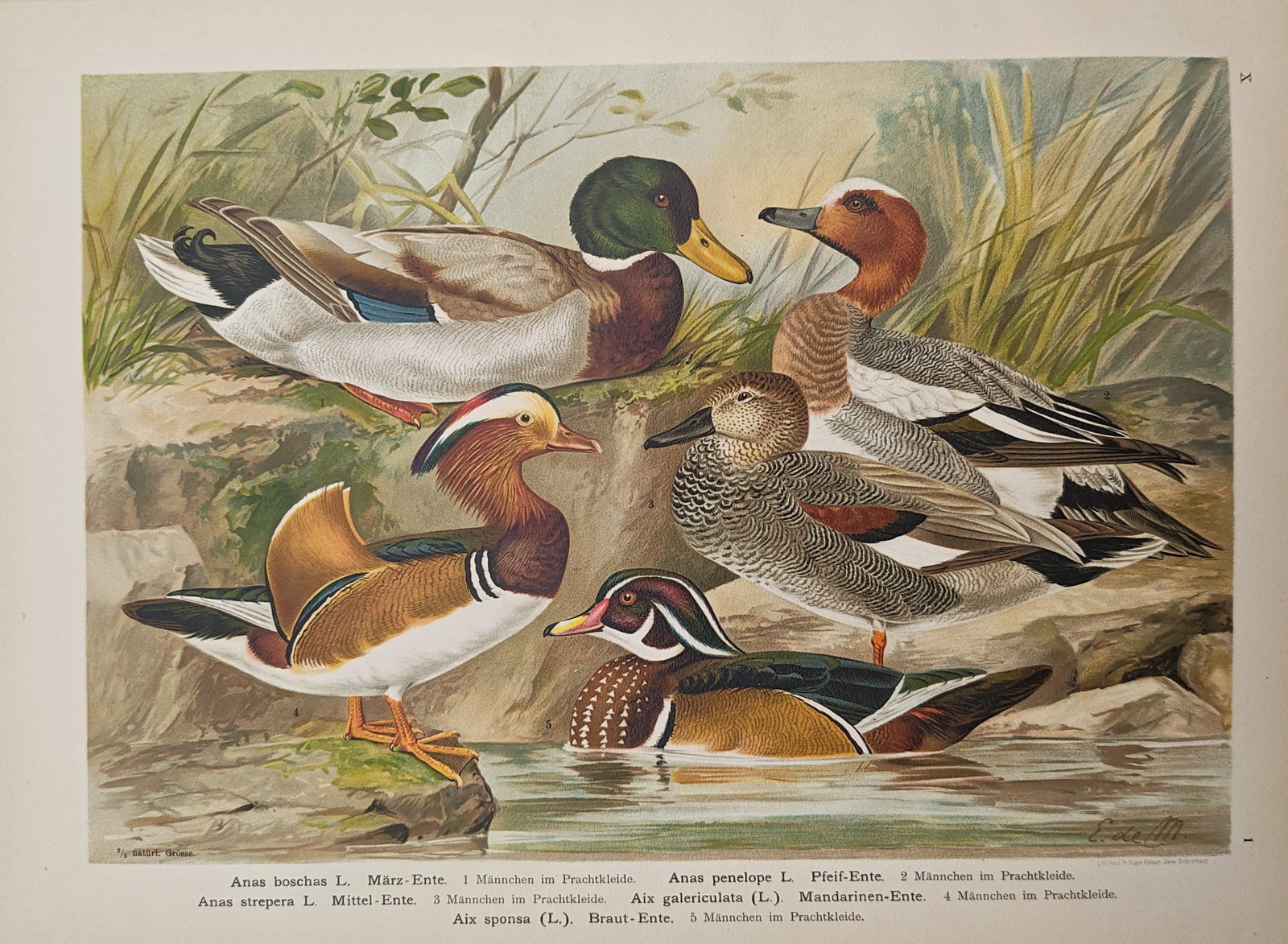 Johann Friedrich Naumann – Mallard, Wigeon, Gadwall, Mandarin Duck – Lithograph (19th Century): "Mallard, Eurasian Wigeon, Gadwall, Mandarin Duck, and Wood Duck" illustrates several species of male waterfowl in their vibrant breeding plumage gathered along a freshwater riverbank. The ornithologi