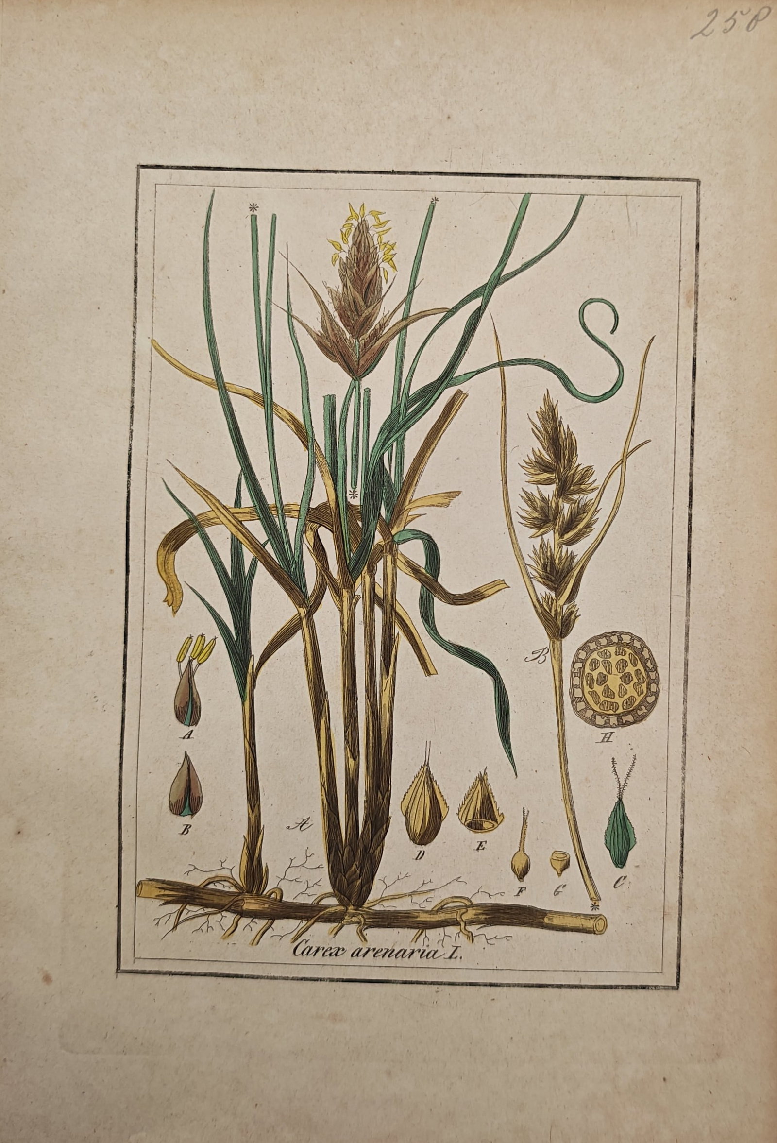 Max Schulze – Sand Sedge – Engraving (19th Century) (1 of 2)