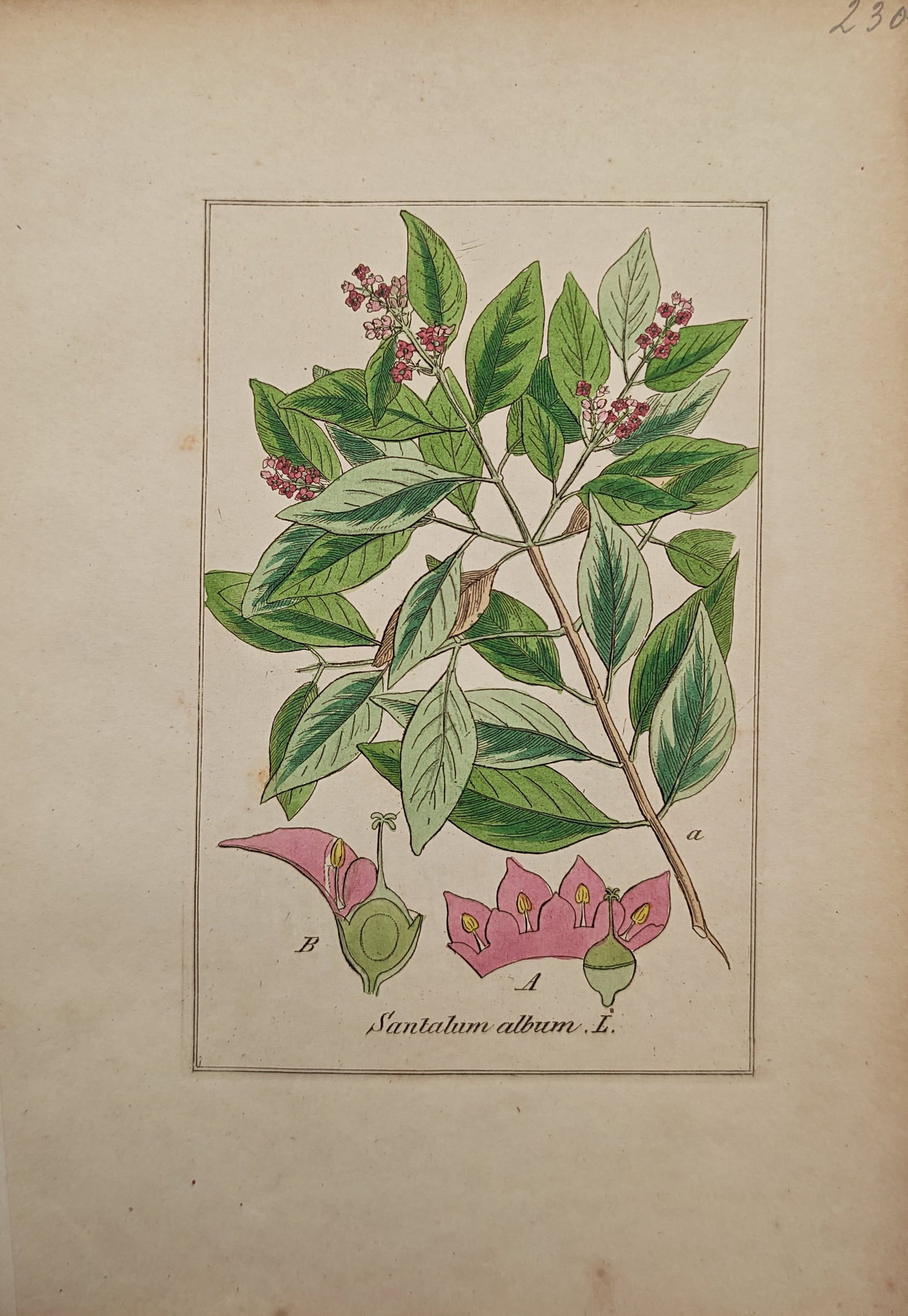 Max Schulze – Indian Sandalwood – Engraving (19th Century): "Indian Sandalwood" illustrates a leafy botanical branch of the flowering sandalwood tree alongside magnified dissections of the floral organs and petals. The botanical study reflects the meticulous s
