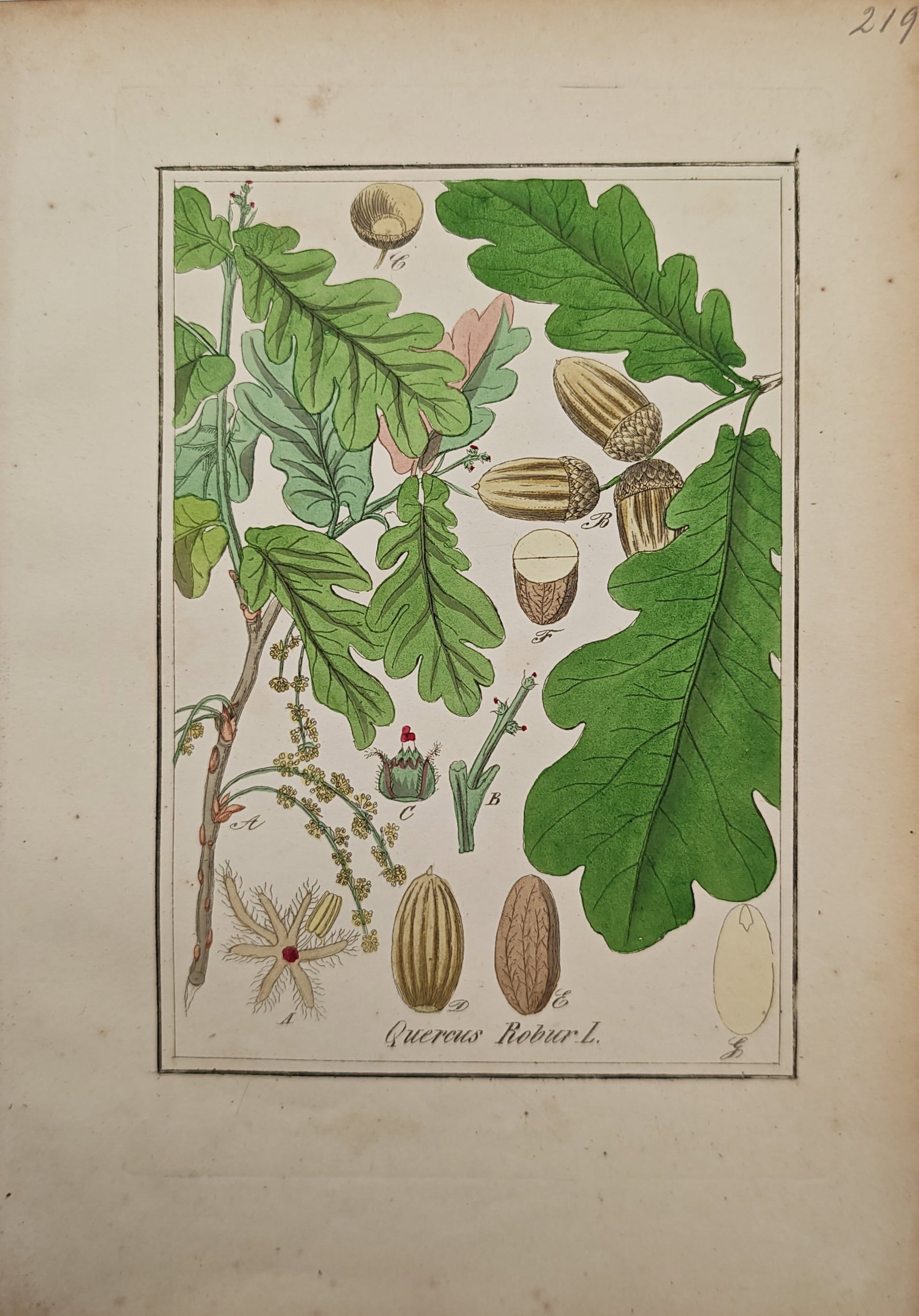 Max Schulze – English Oak – Engraving (19th Century) (1 of 2)