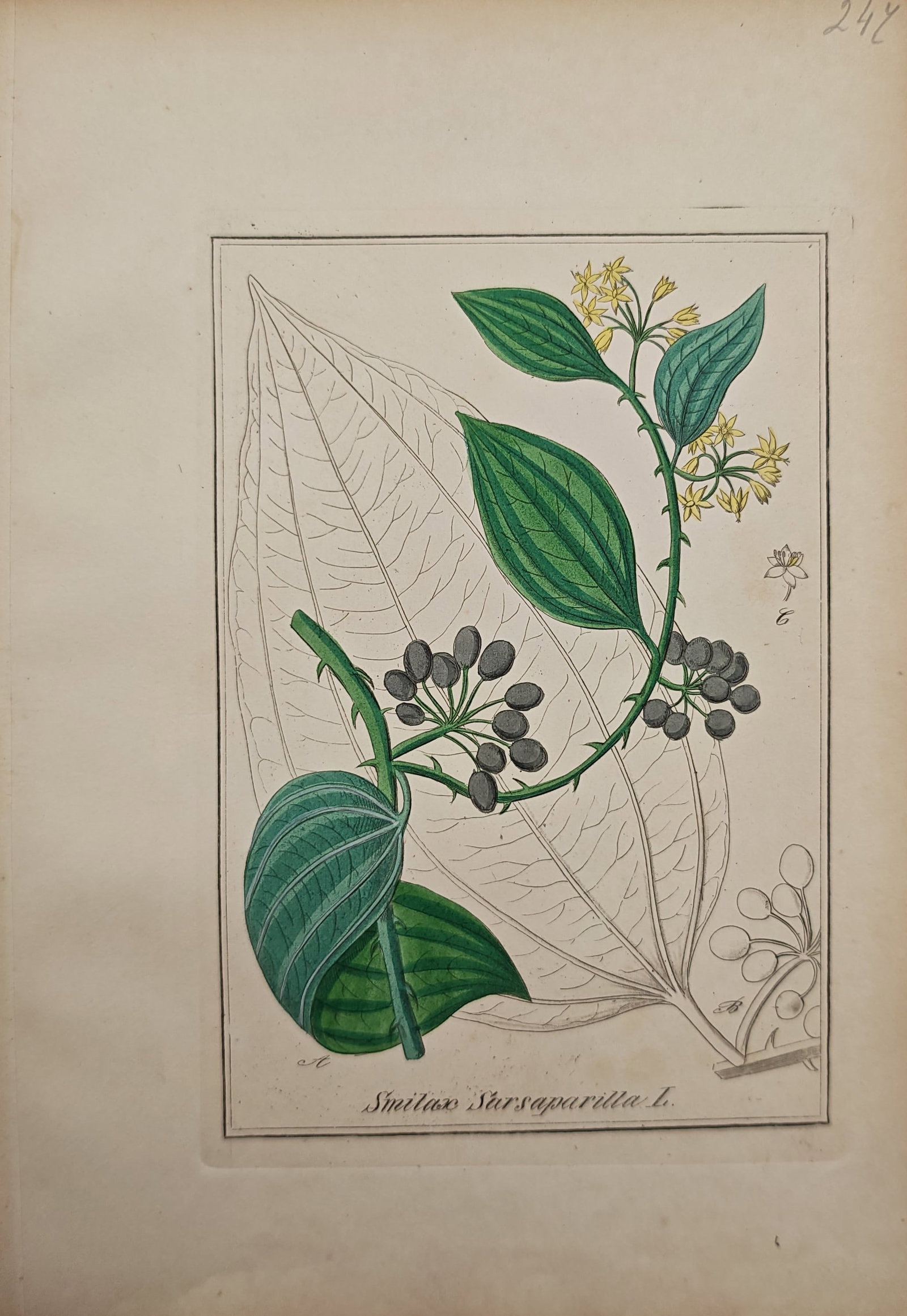 Max Schulze – Sarsaparilla – Engraving (19th Century) (1 of 2)