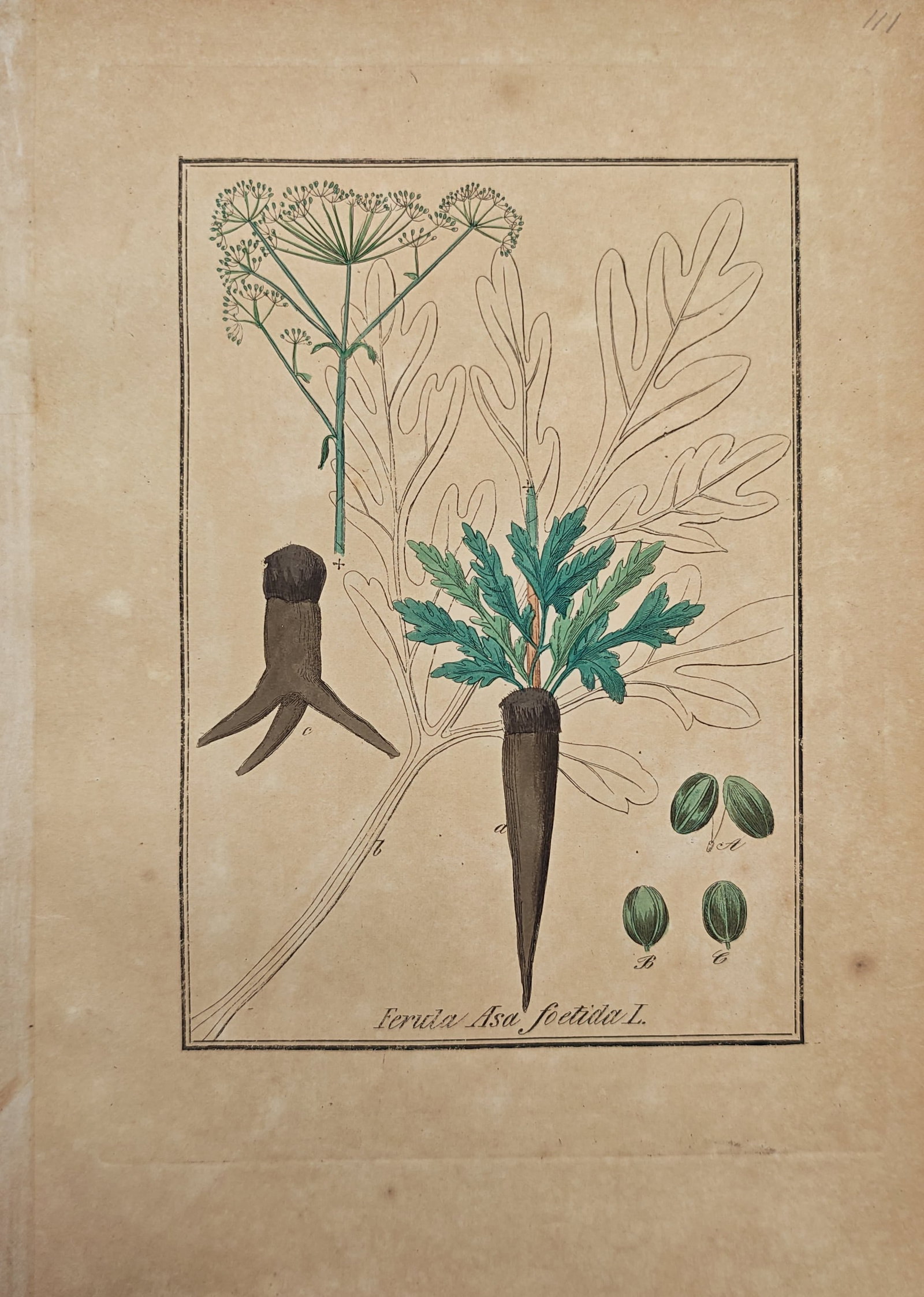 Max Schulze – Asafoetida – Engraving (19th Century): "Asafoetida" illustrates the medicinal plant showing its thick taproot, dissected foliage, umbel inflorescence, and detailed seed dissections. The botanical study reflects the meticulous scientific pr
