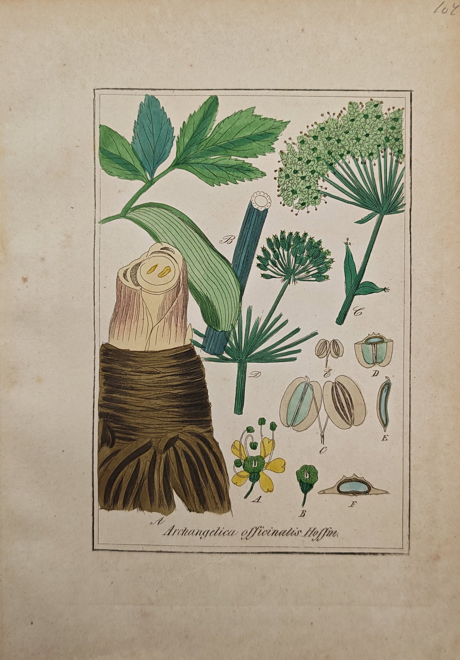 Max Schulze – Garden Angelica – Engraving (19th Century): "Garden Angelica" illustrates the medicinal botanical specimen showing its thick root stock, compound foliage, flowering umbels, and detailed morphological seed dissections. The botanical study reflec